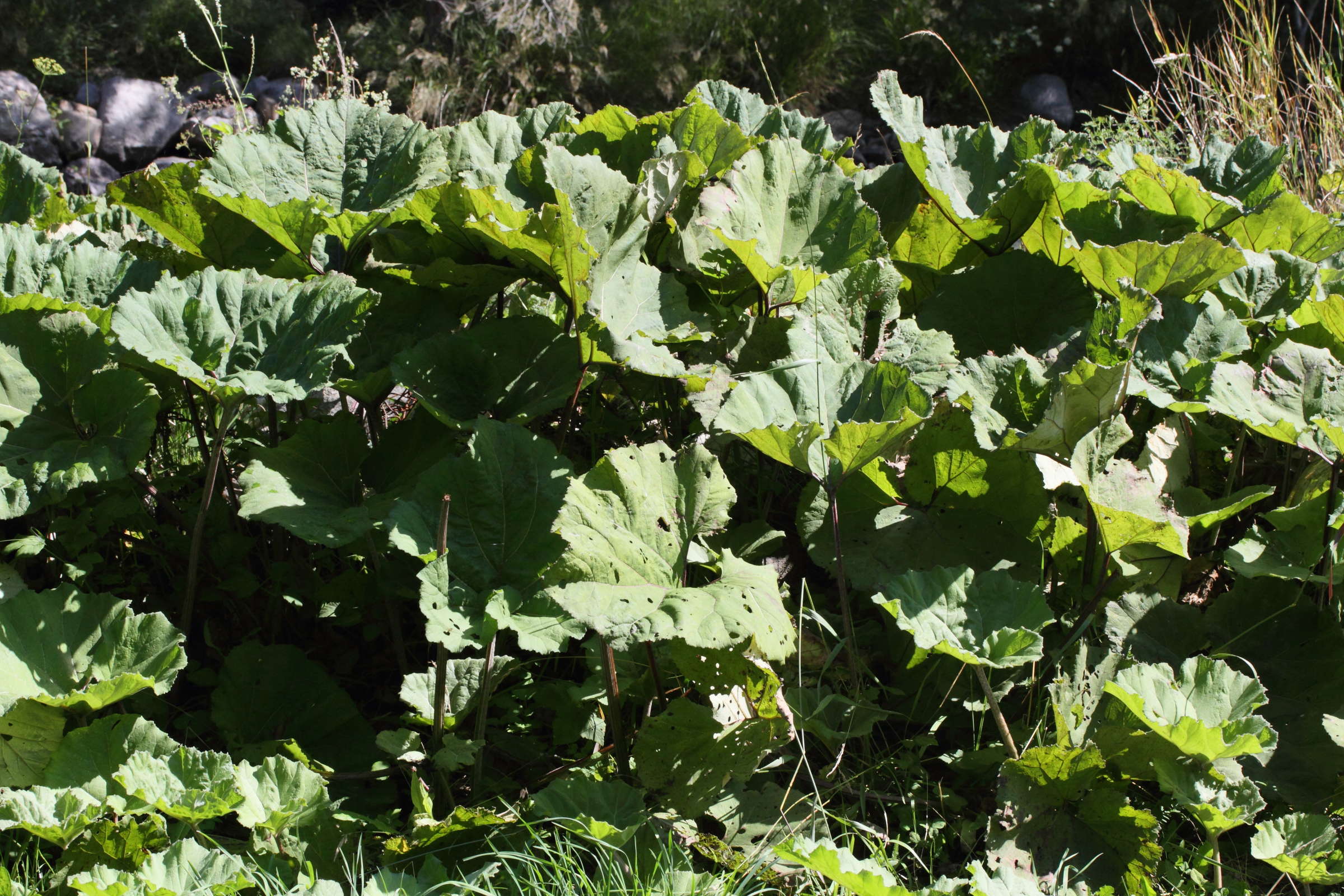 Afficher le média rumex_alpinus4md rumex_alpinus4md