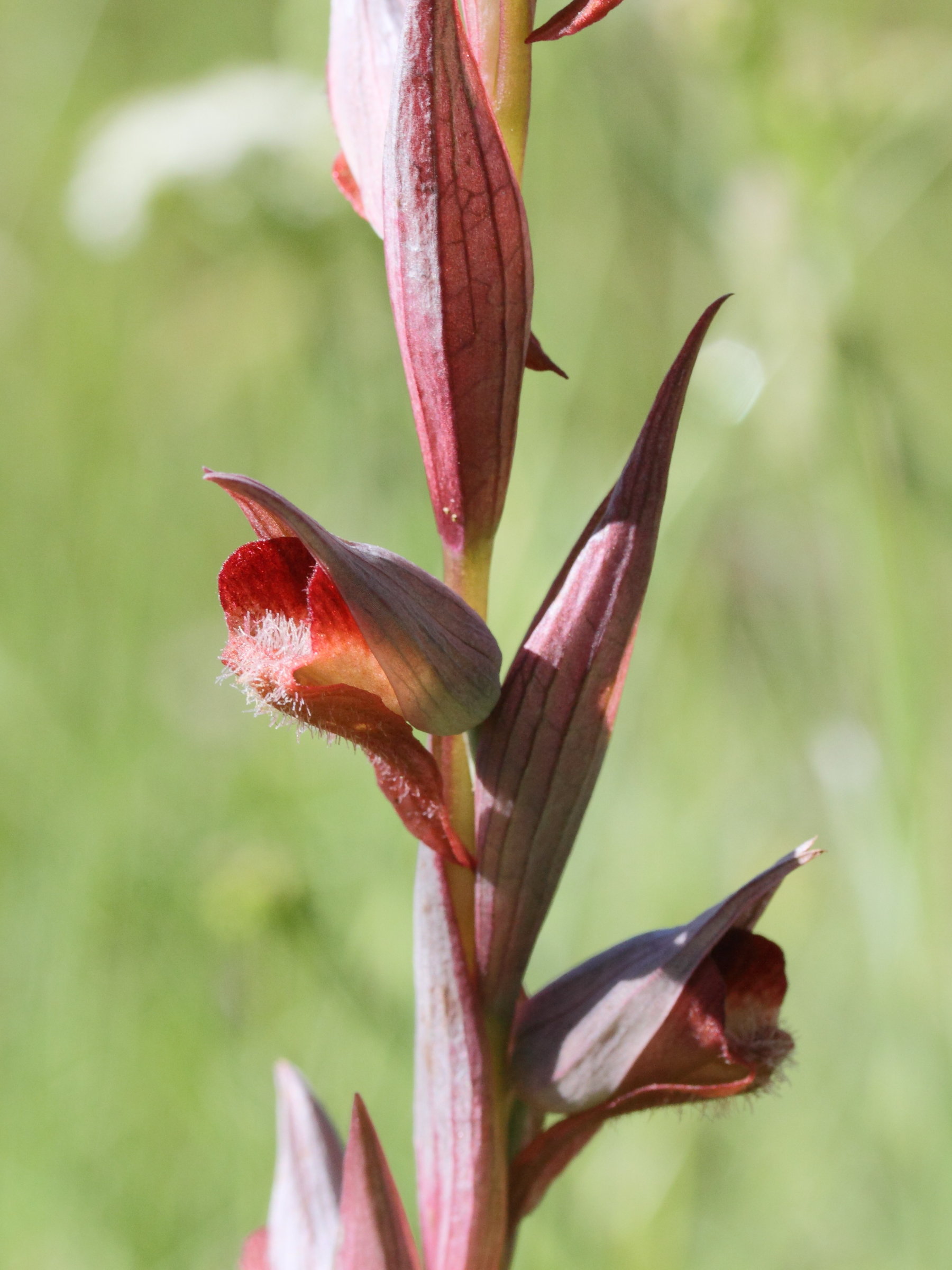 serapias_vomeracea3md