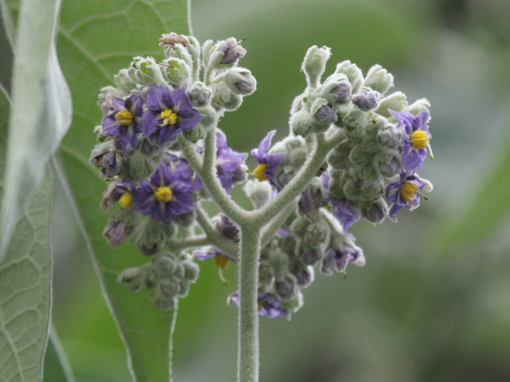 solanum_mauritianum2bd