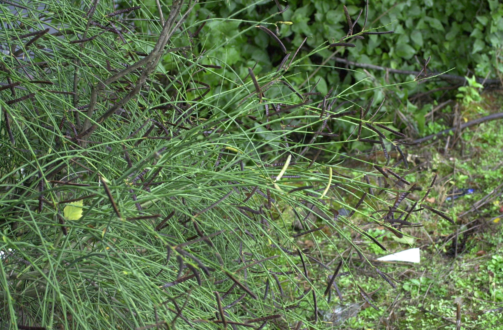 spartium_junceum4amd