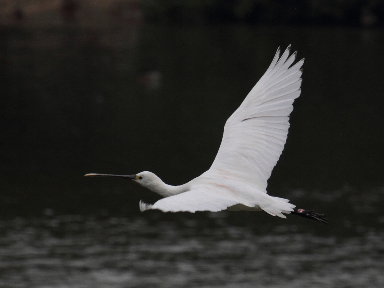 Afficher le média spatule_blanche_-_platalea_leucorodia7bd spatule_blanche_-_platalea_leucorodia7bd