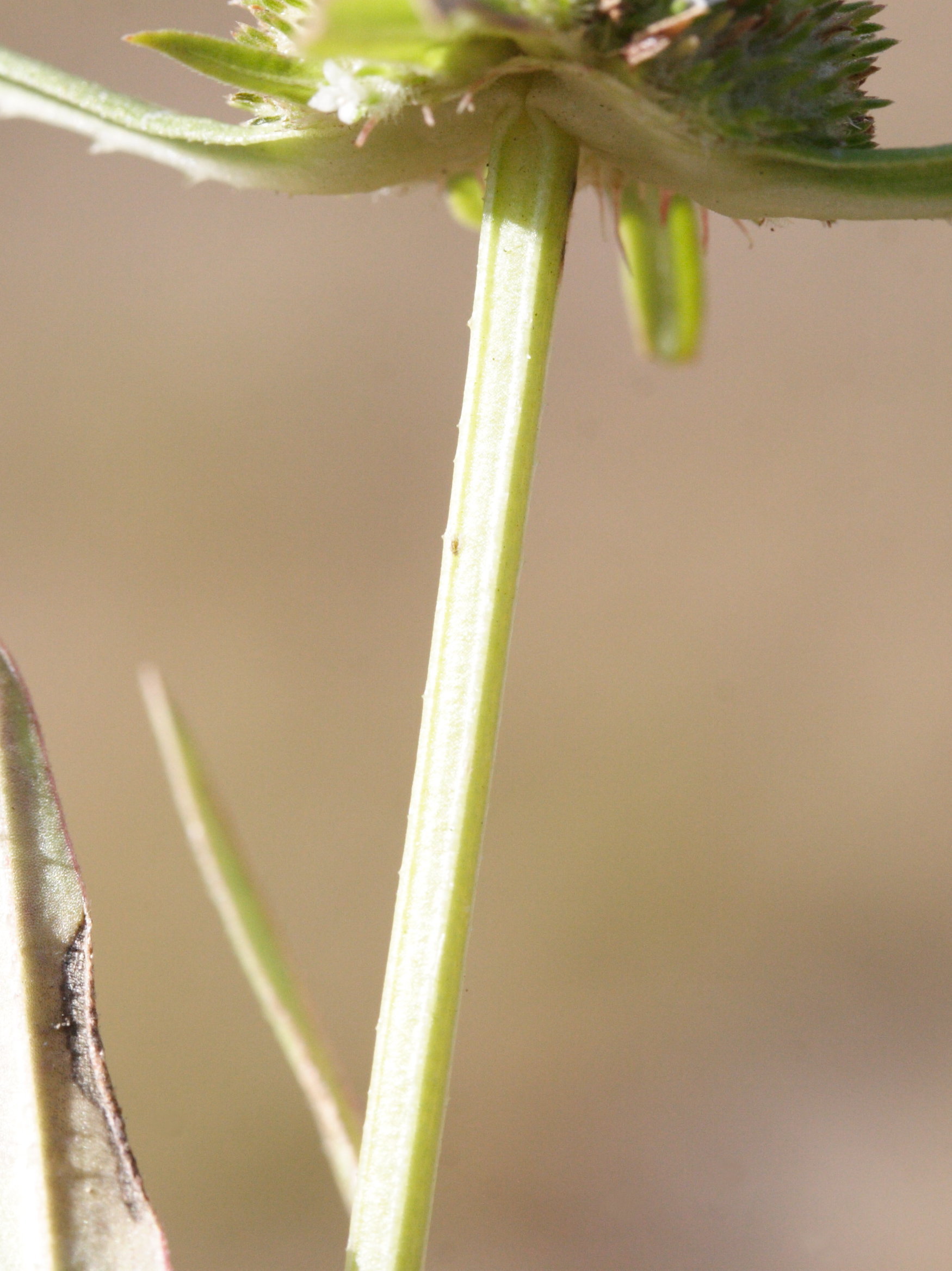 spermacoce_prostrata3md