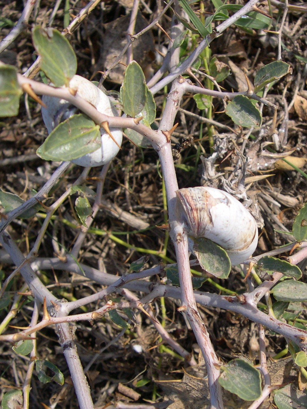 Afficher le média sphincterochila_candidissima2md sphincterochila_candidissima2md