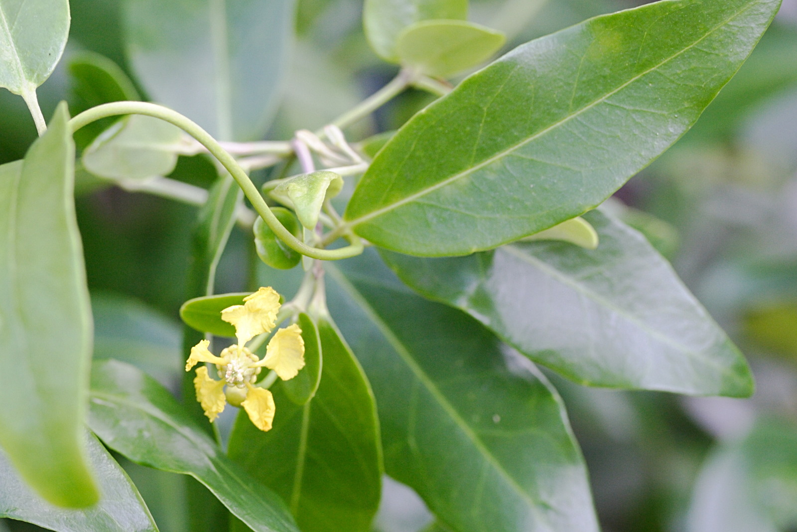 stigmaphyllon_ovatum2md