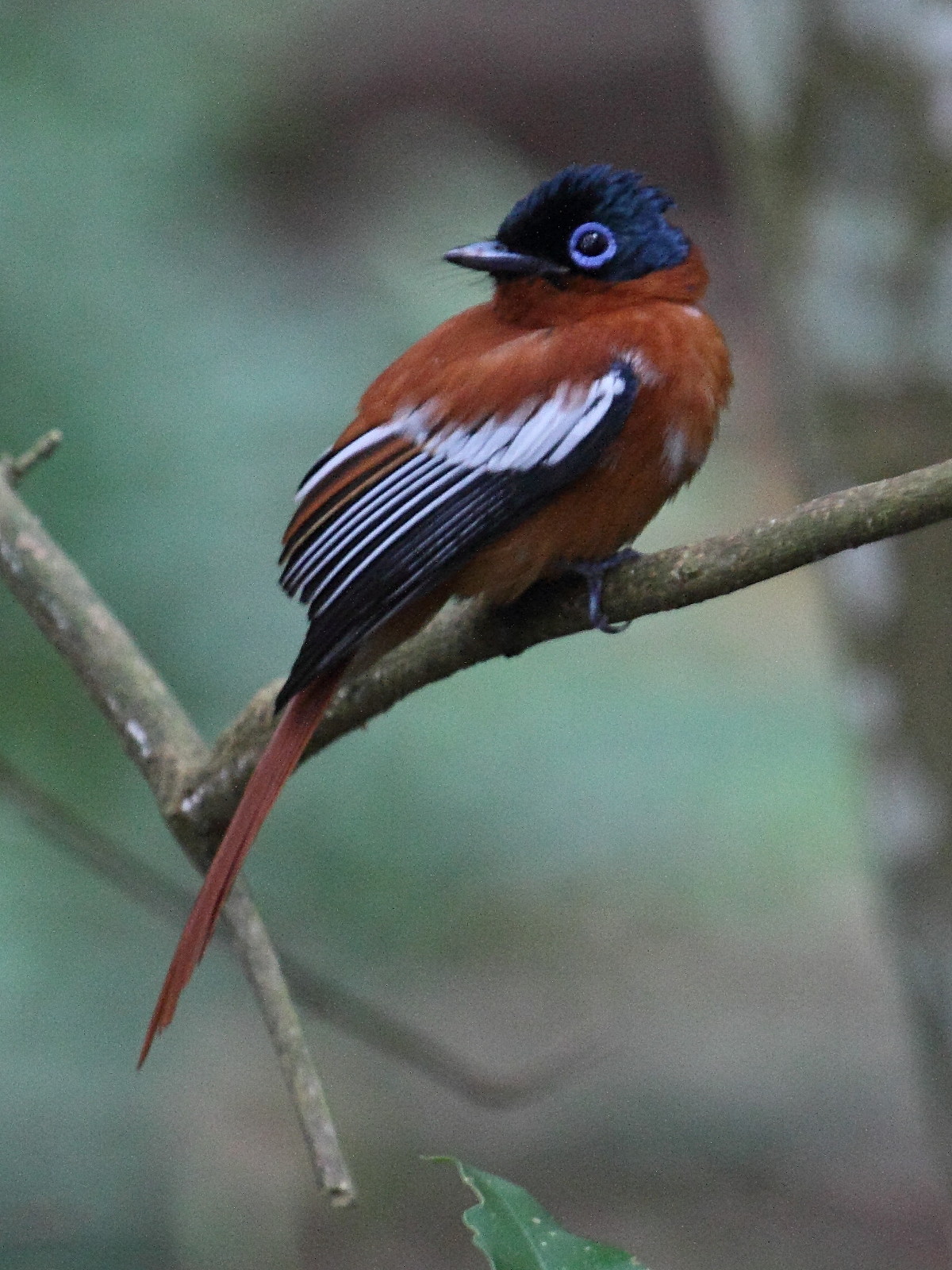 tchitrec_malgache_-_terpsiphone_mutata2bd