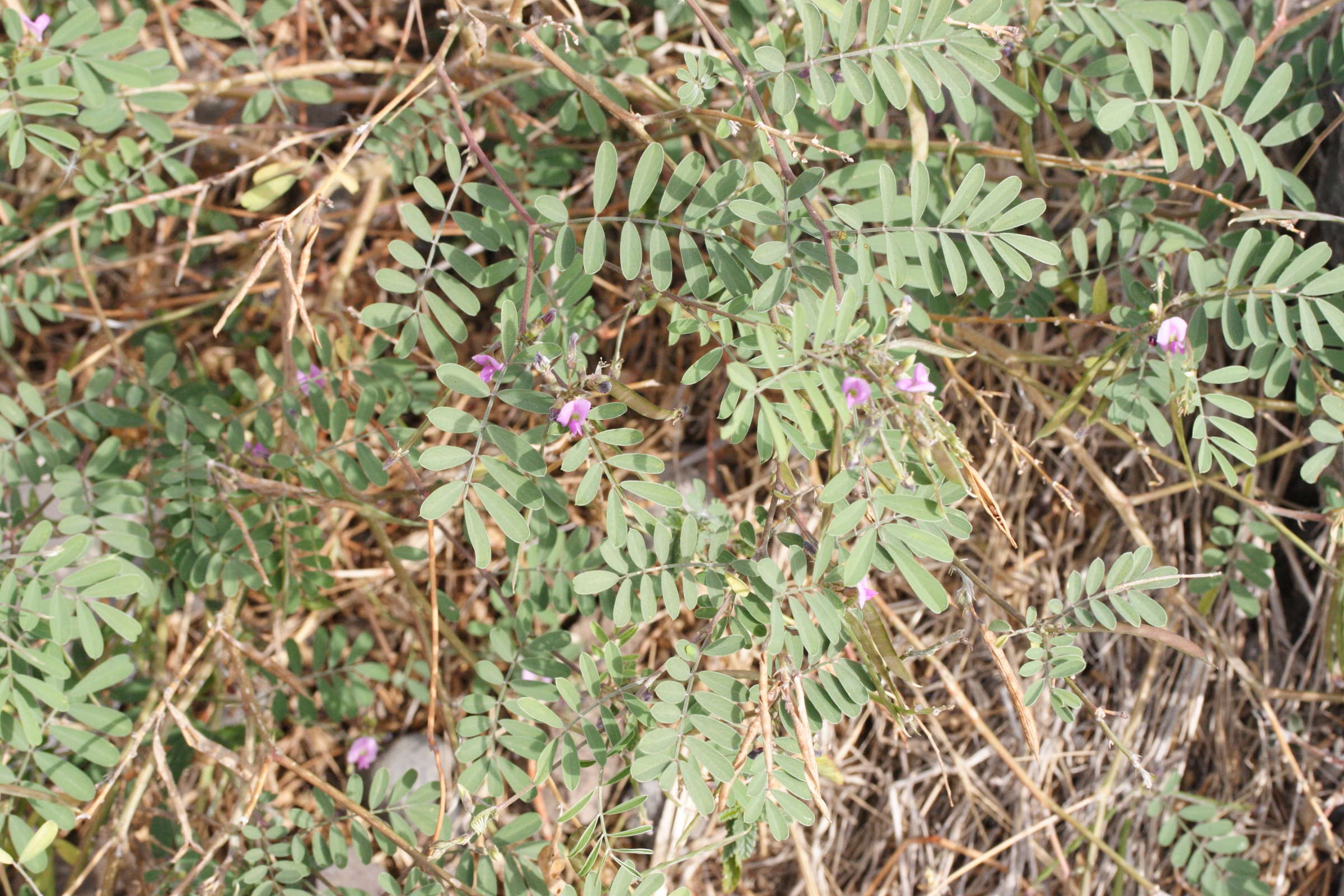 tephrosia_purpurea1amd