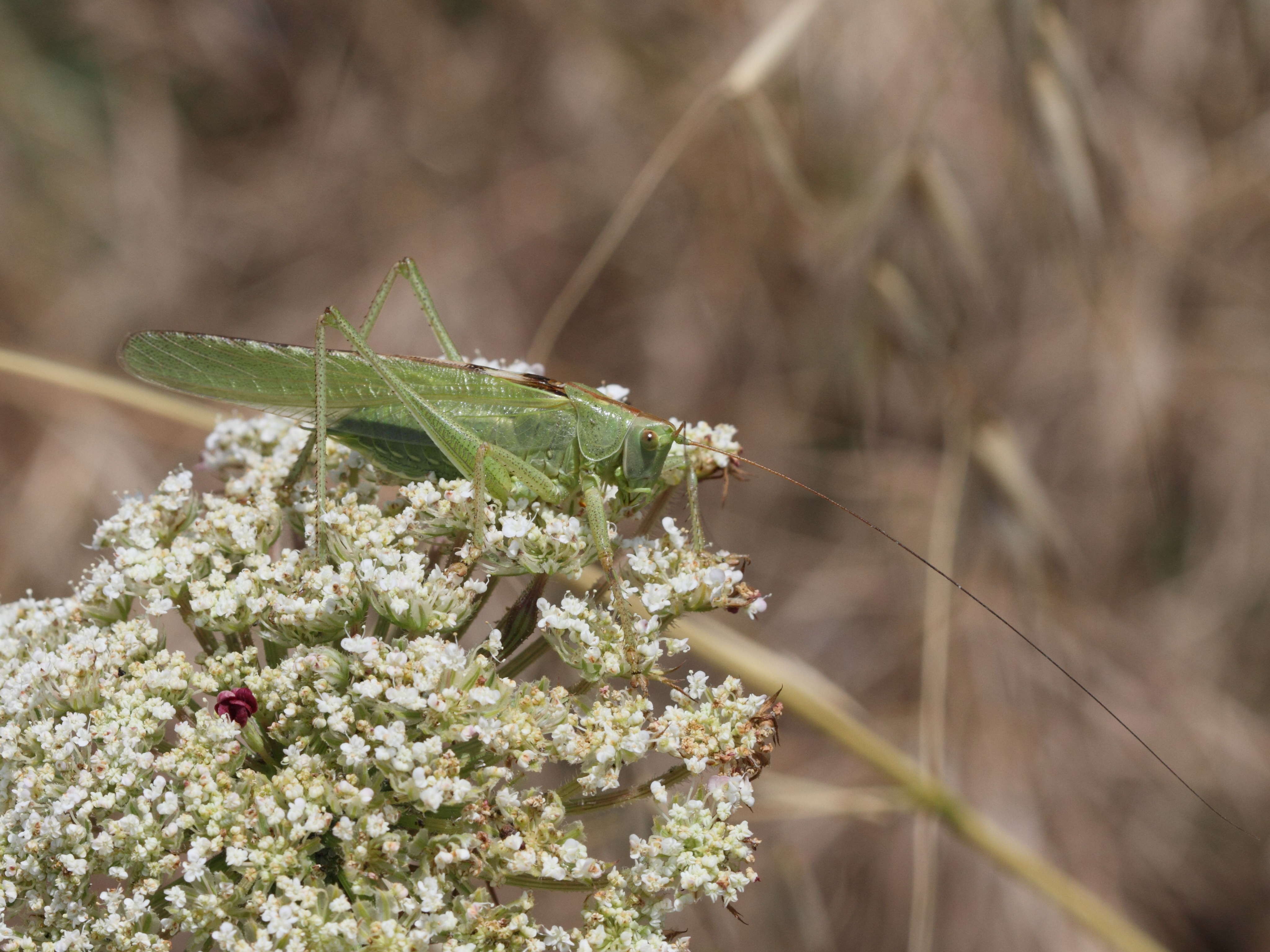 tettigonia_viridissima3bd