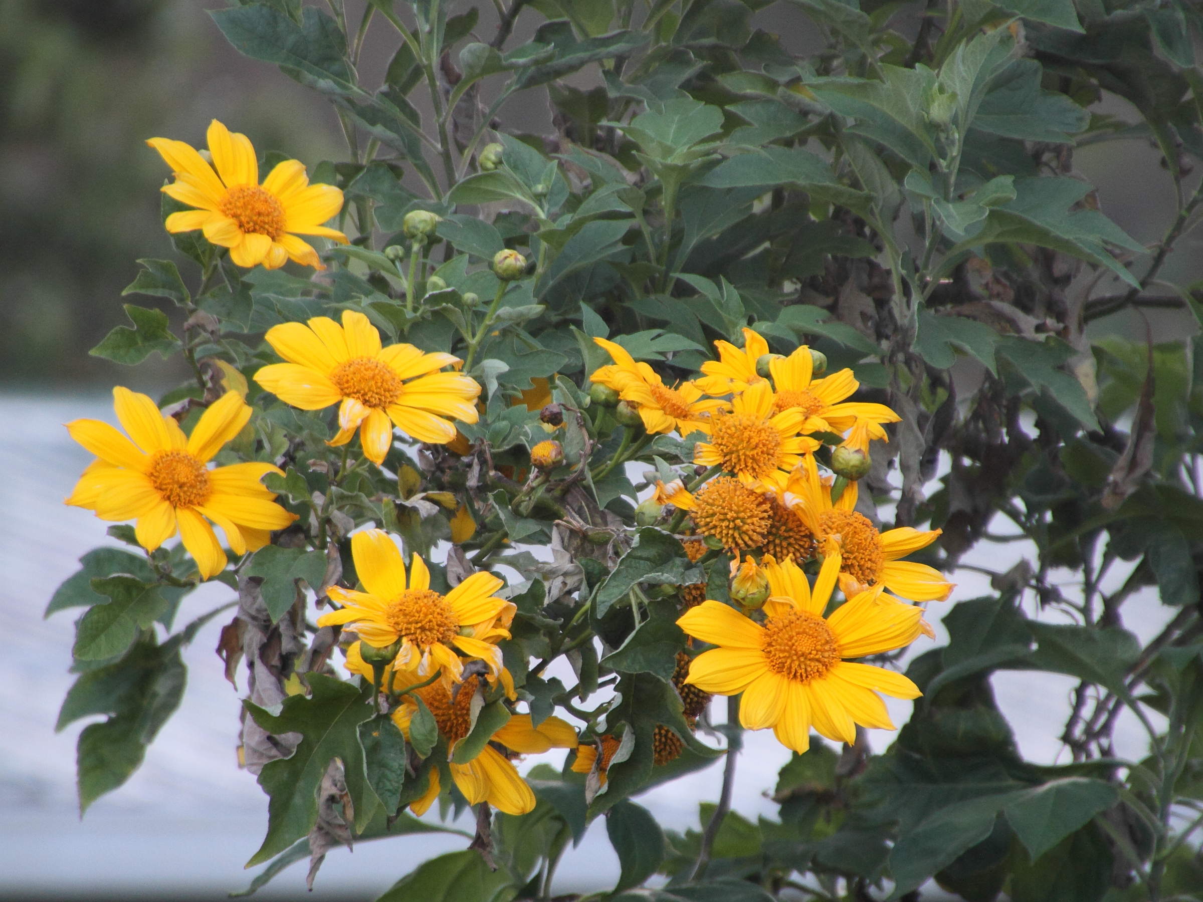 tithonia_diversifolia1md