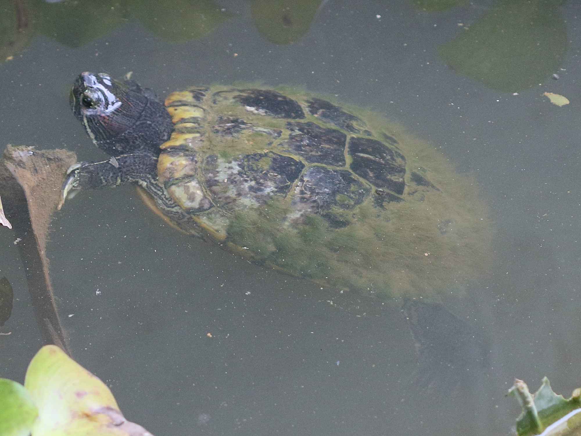 trachemys_venusta3bd