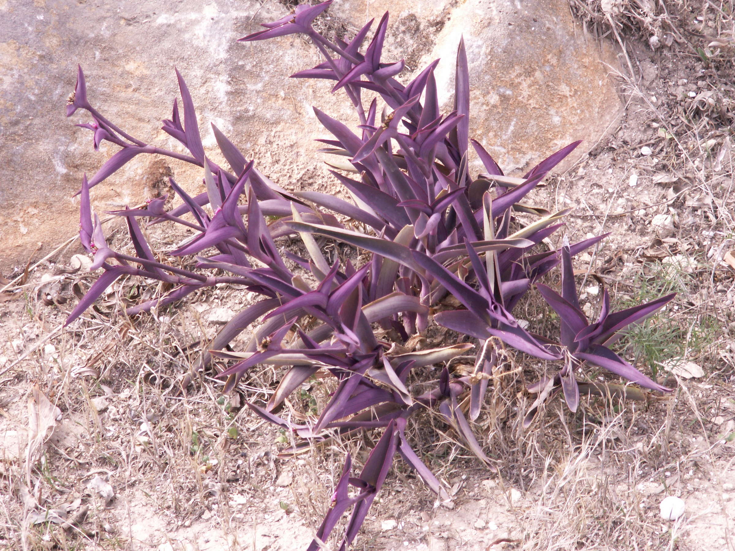 tradescantia_pallida1bd