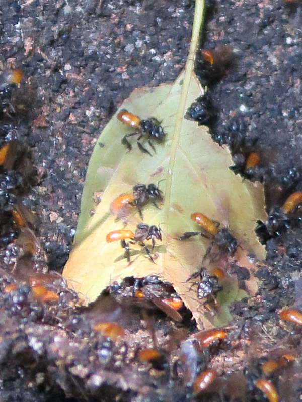 trigona_fulviventris2md