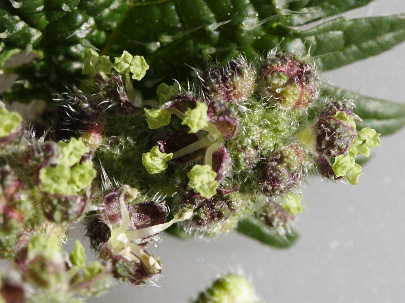 urtica_pilulifera3md