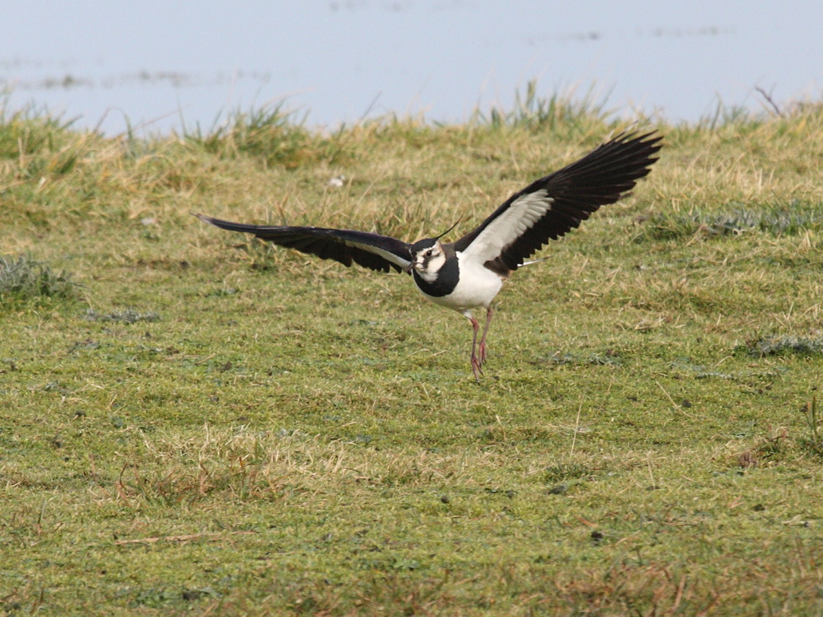 vanneau_huppe_-_vanellus_vanellus5md