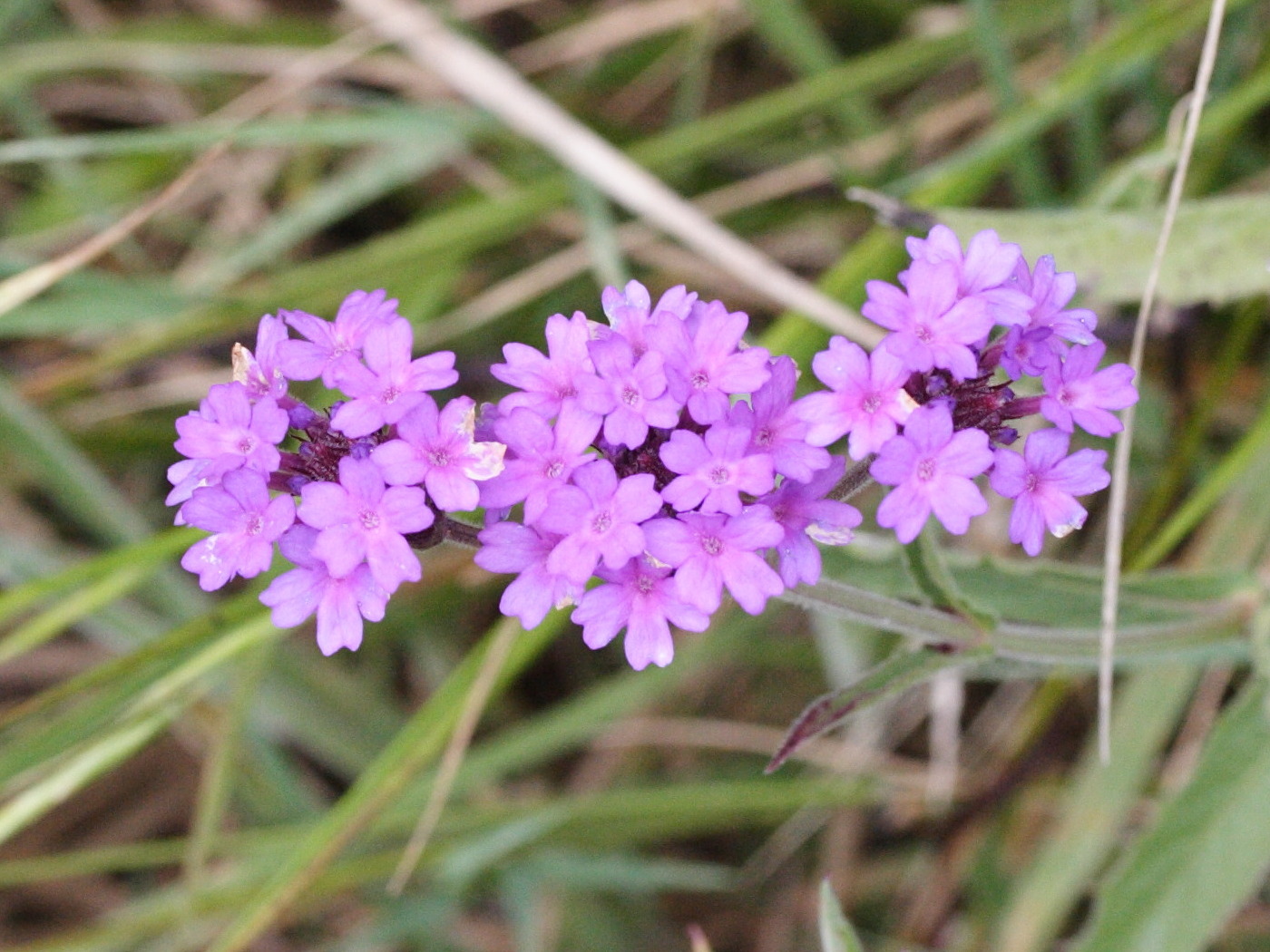verbena_rigida1md