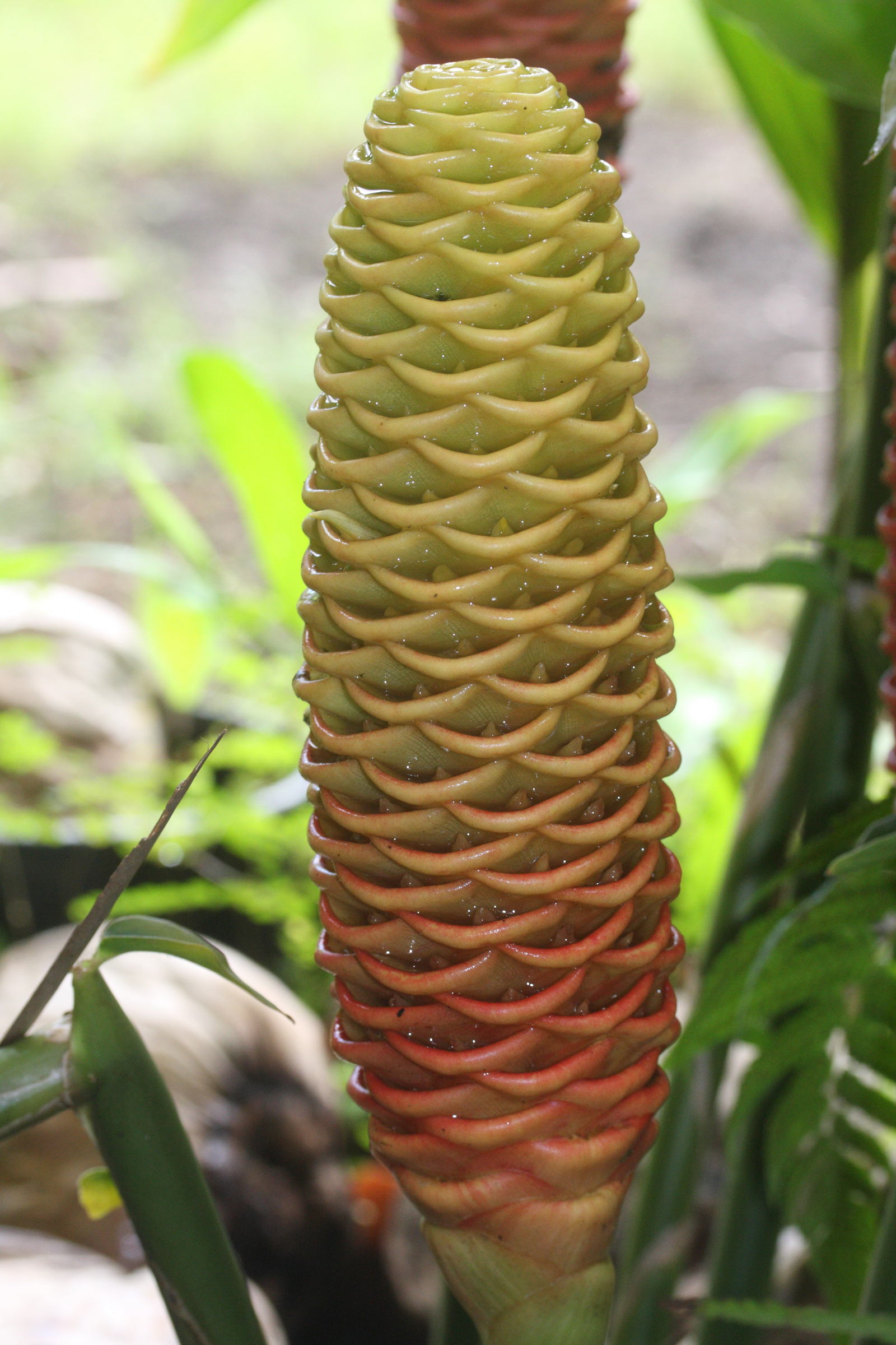 zingiber_zerumbet2md