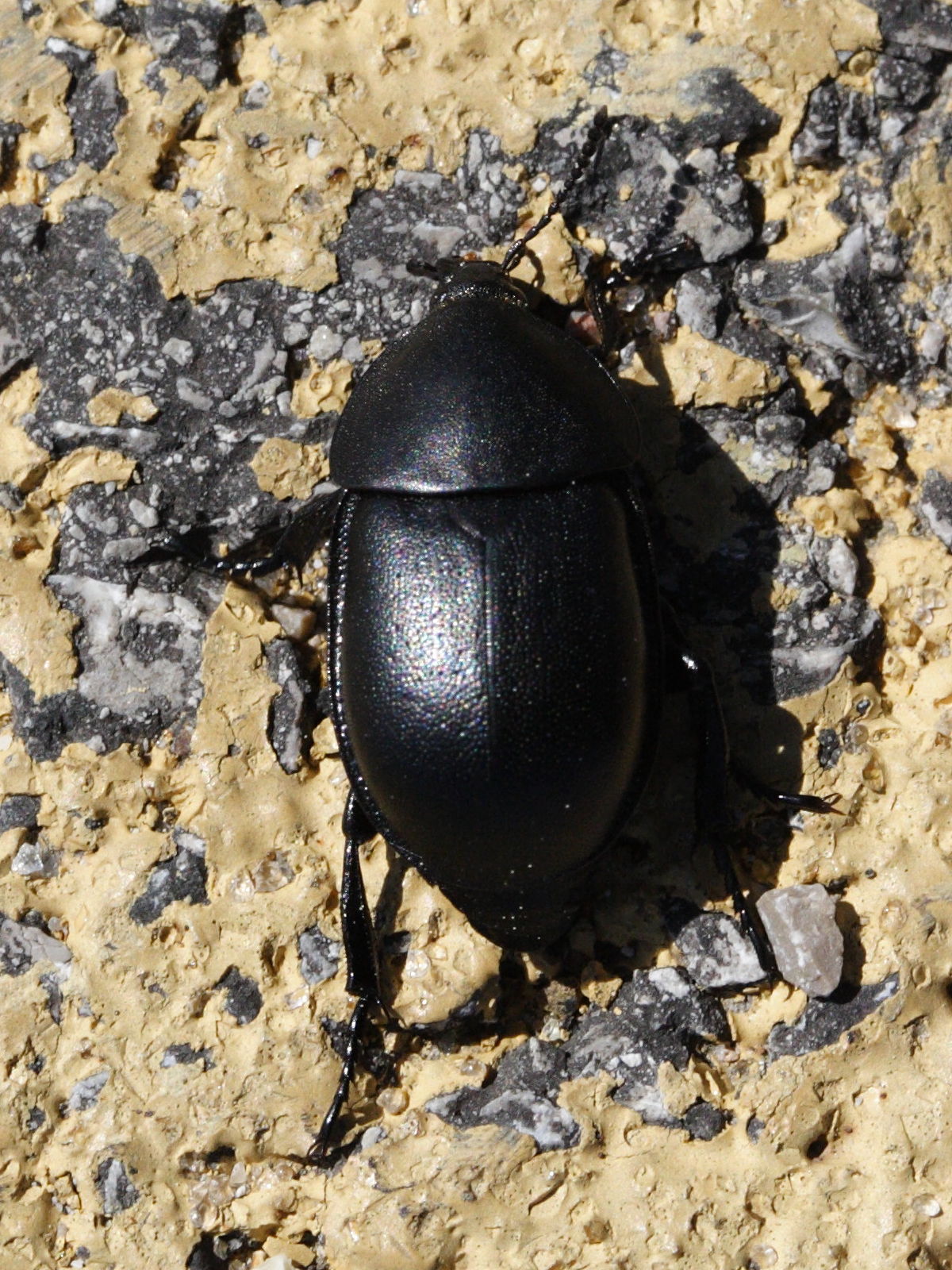 ablattaria_laevigata1md