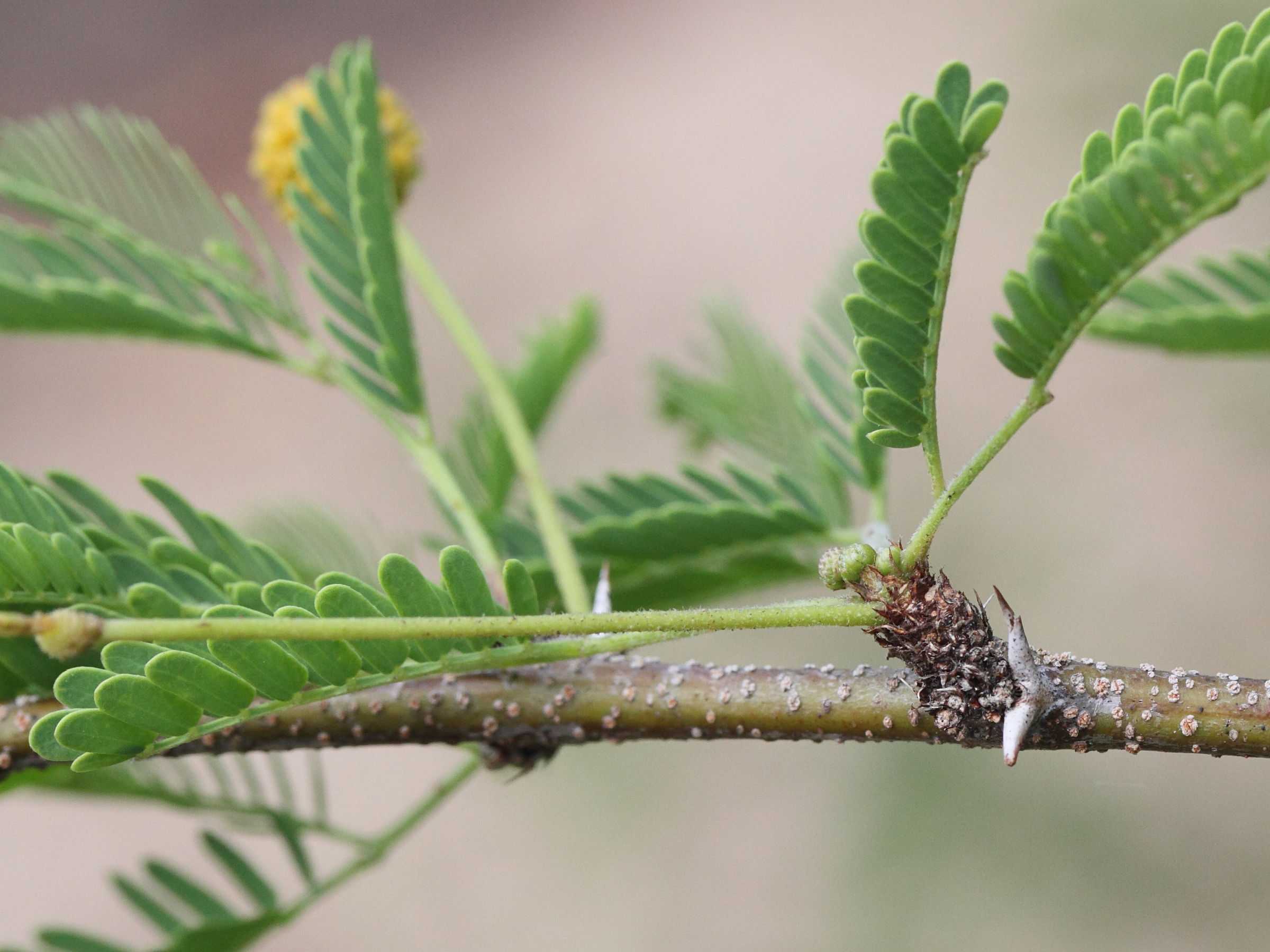 Afficher le média acacia_farnesiana5md acacia_farnesiana5md