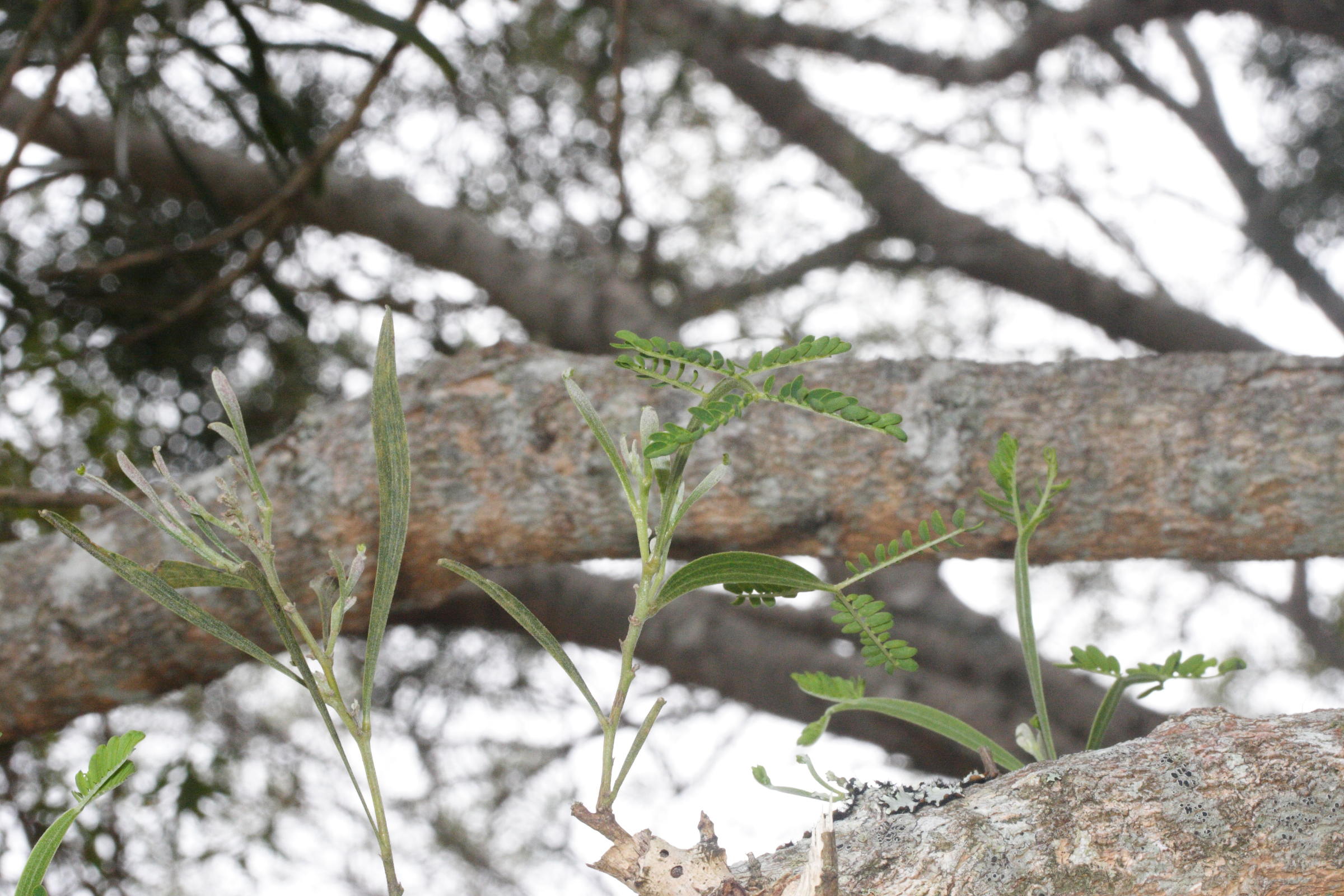 acacia_heterophylla5amd