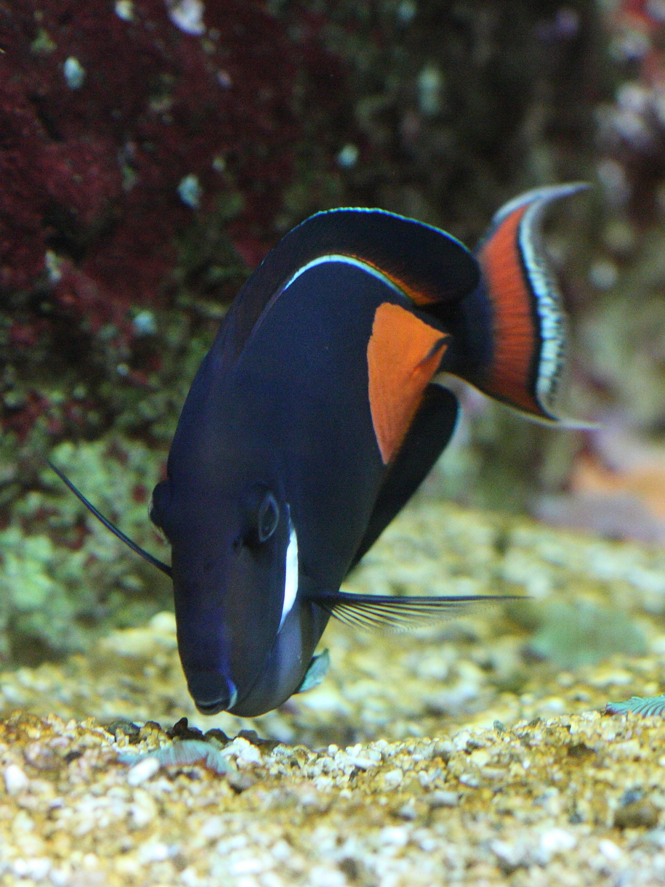 acanthurus_achilles2bd