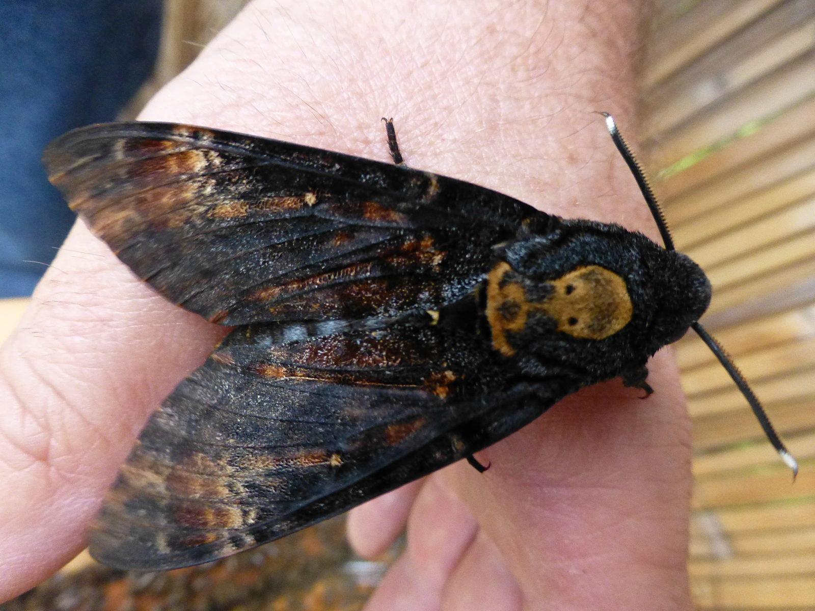 acherontia_atropos2gv