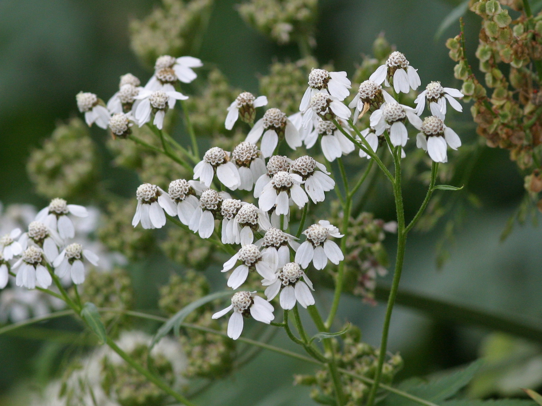 Afficher le média achillea_macrophylla2bd achillea_macrophylla2bd