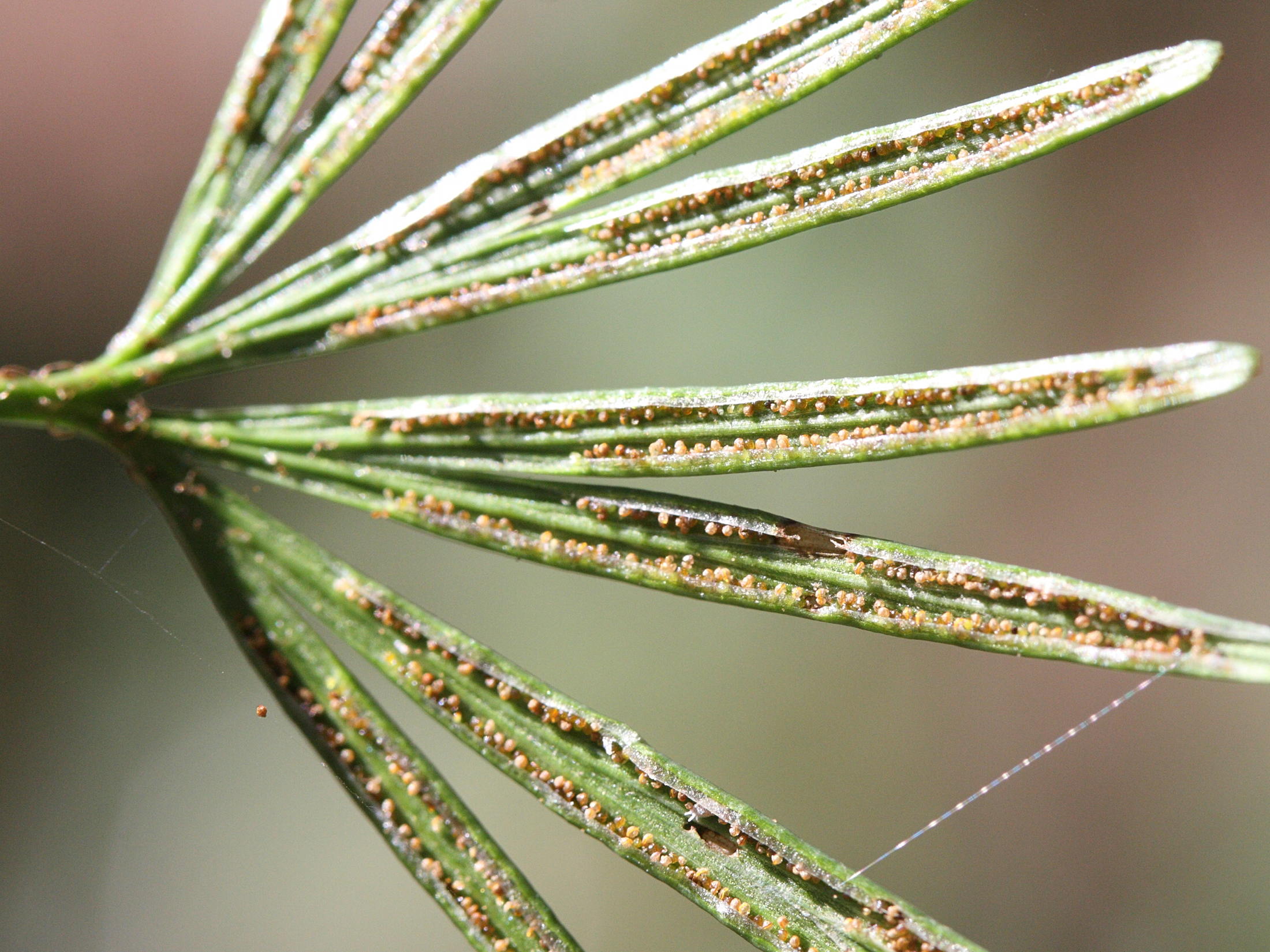 actiniopteris_semiflabellata2md