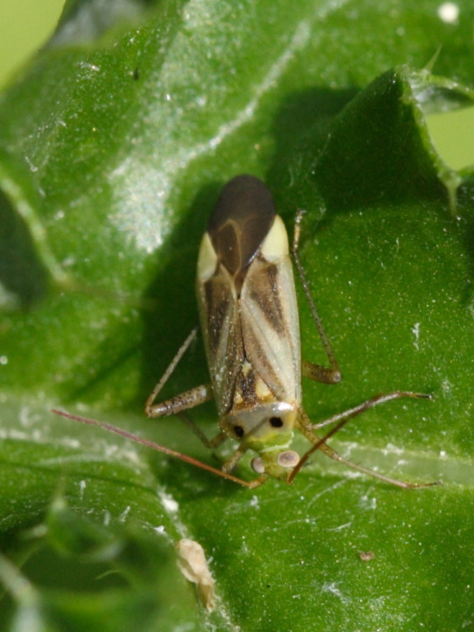 Afficher le média adelphocoris_lineolatus1sd adelphocoris_lineolatus1sd