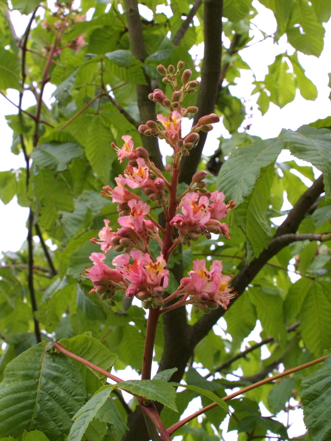 Afficher le média aesculus_x_carnea2md aesculus_x_carnea2md