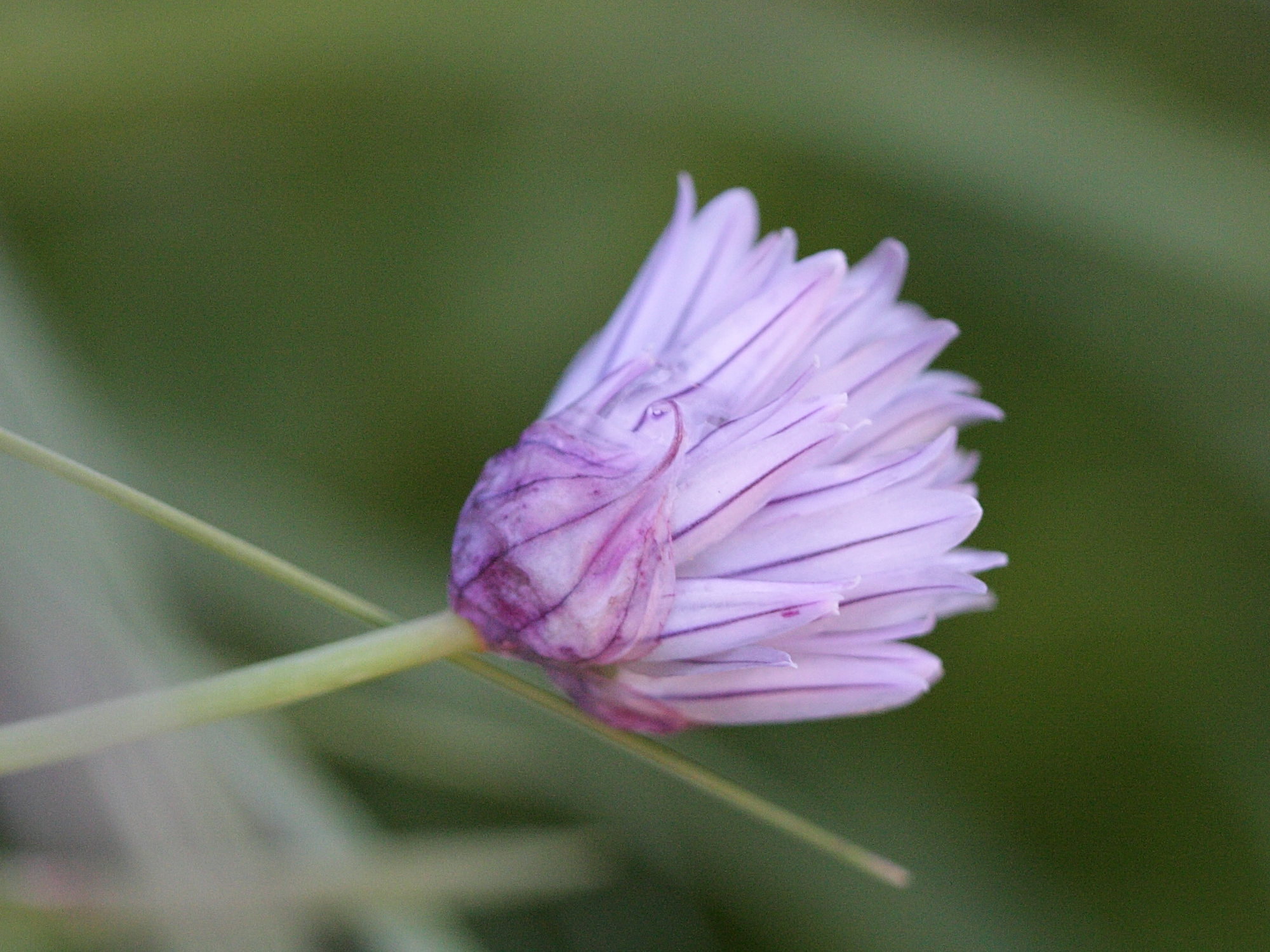 allium_schoenoprasum5bd