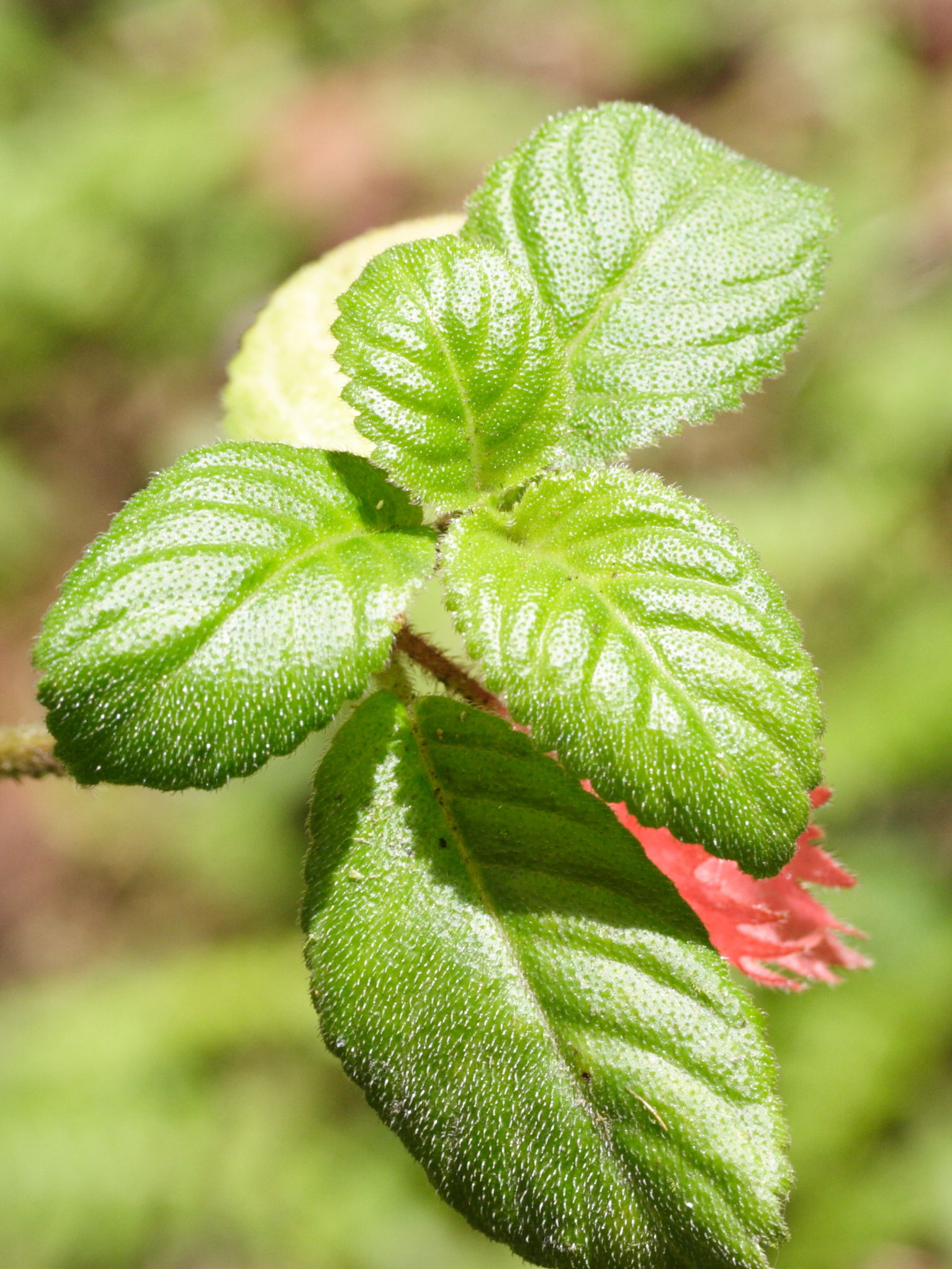 alloplectus_cristatus2md