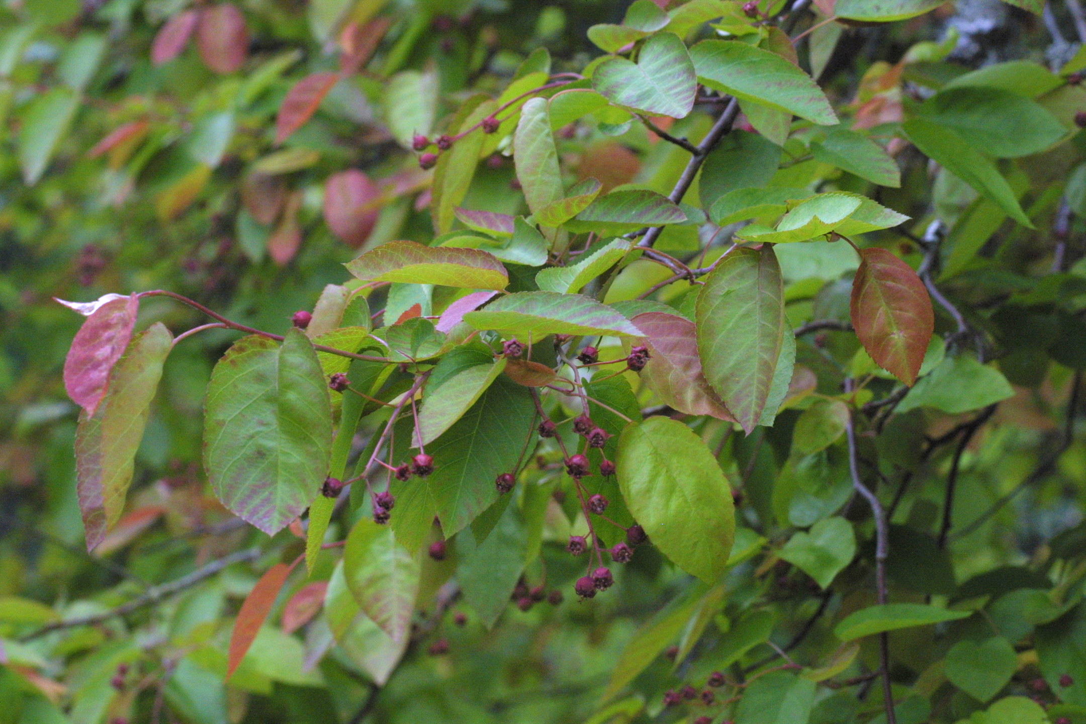amelanchier_laevis2md