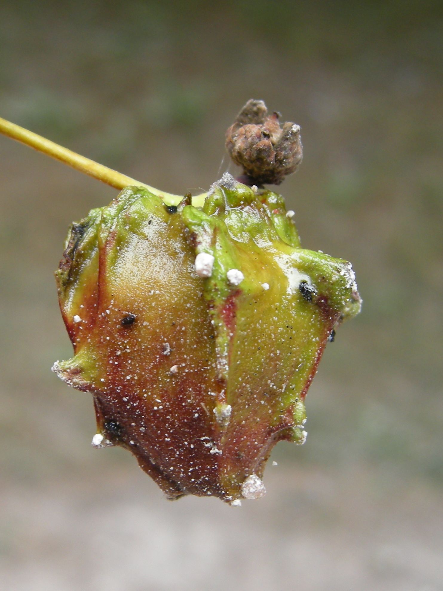 andricus_quercuscalicis_galle3md