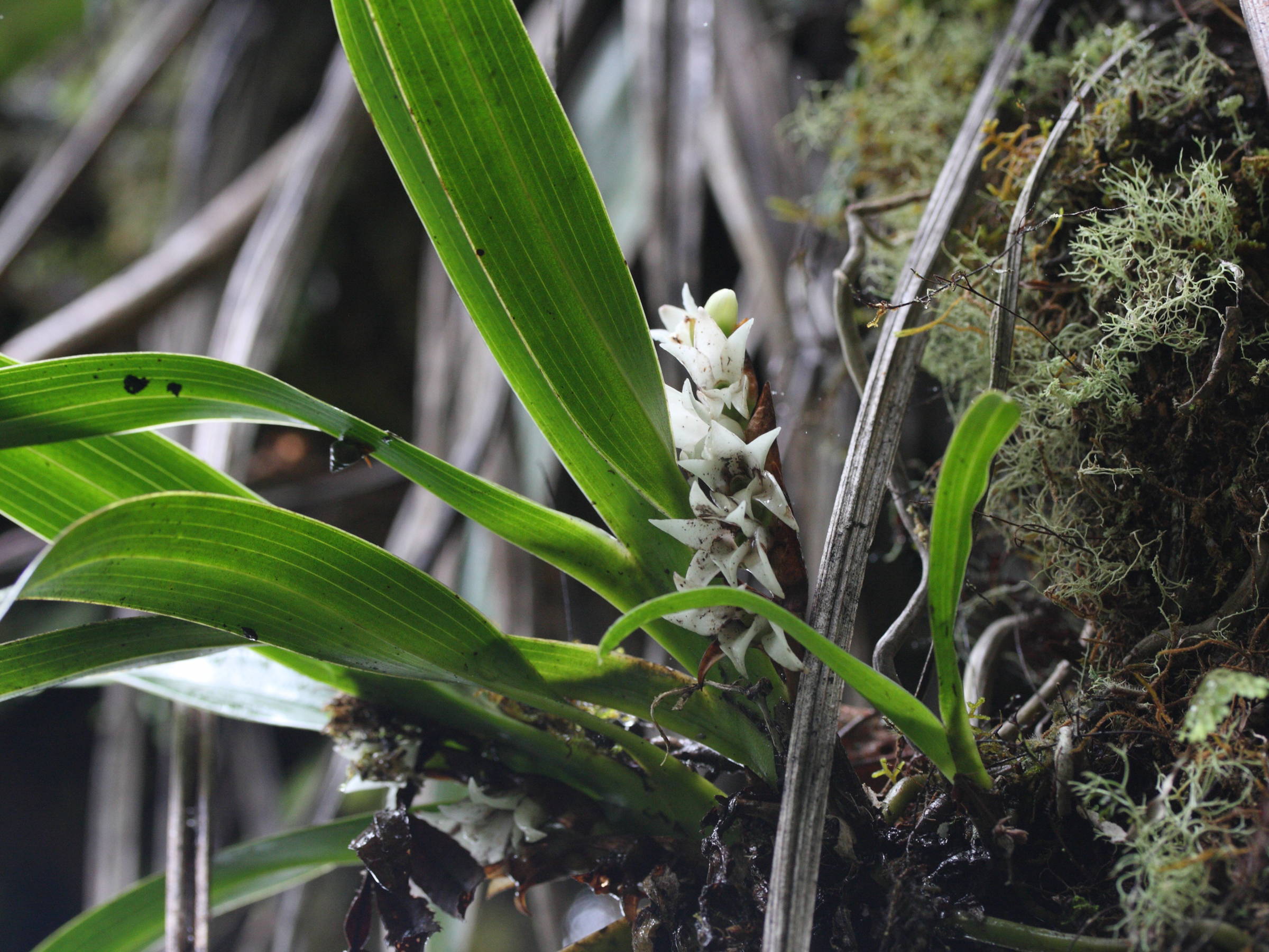 angraecum_striatum1md