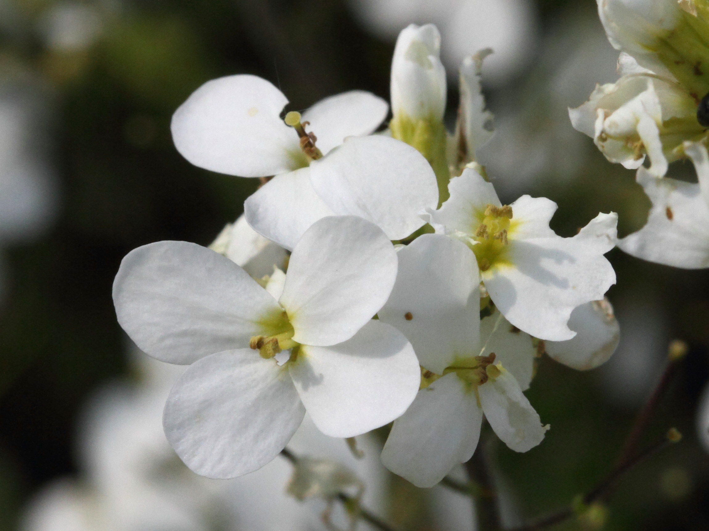 Afficher le média arabis_alpina_caucasica2bd arabis_alpina_caucasica2bd