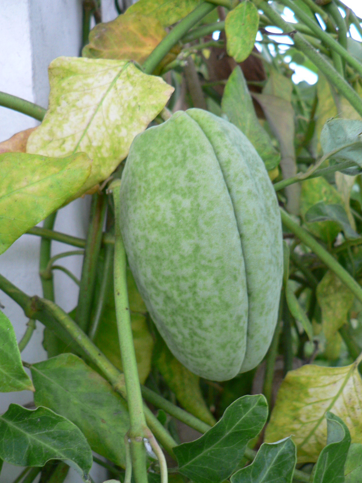 araujia_sericifera9gc