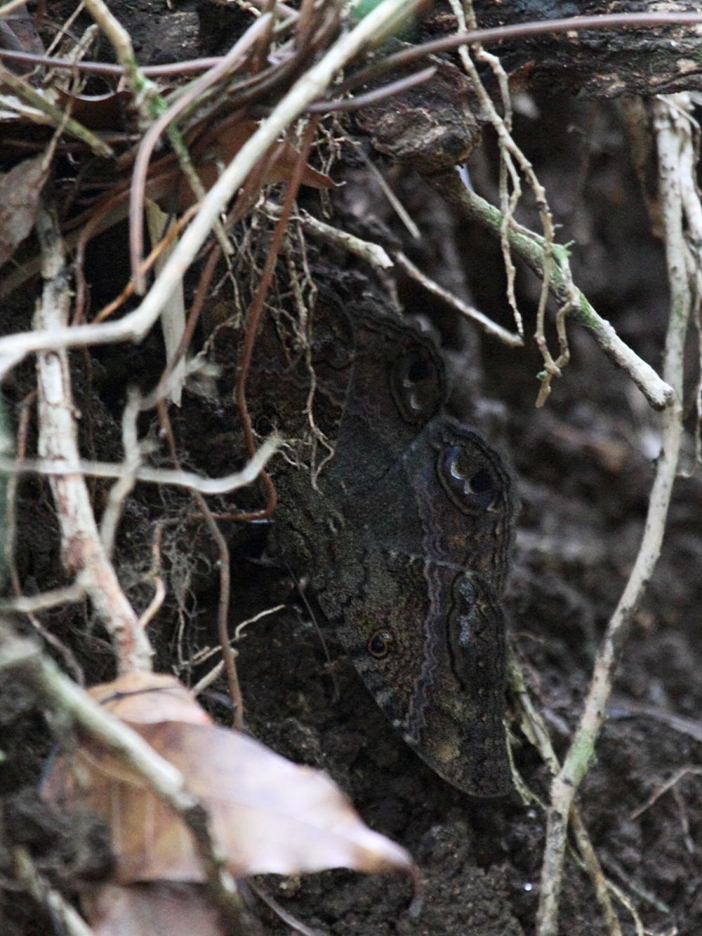 ascalapha_odorata1bd