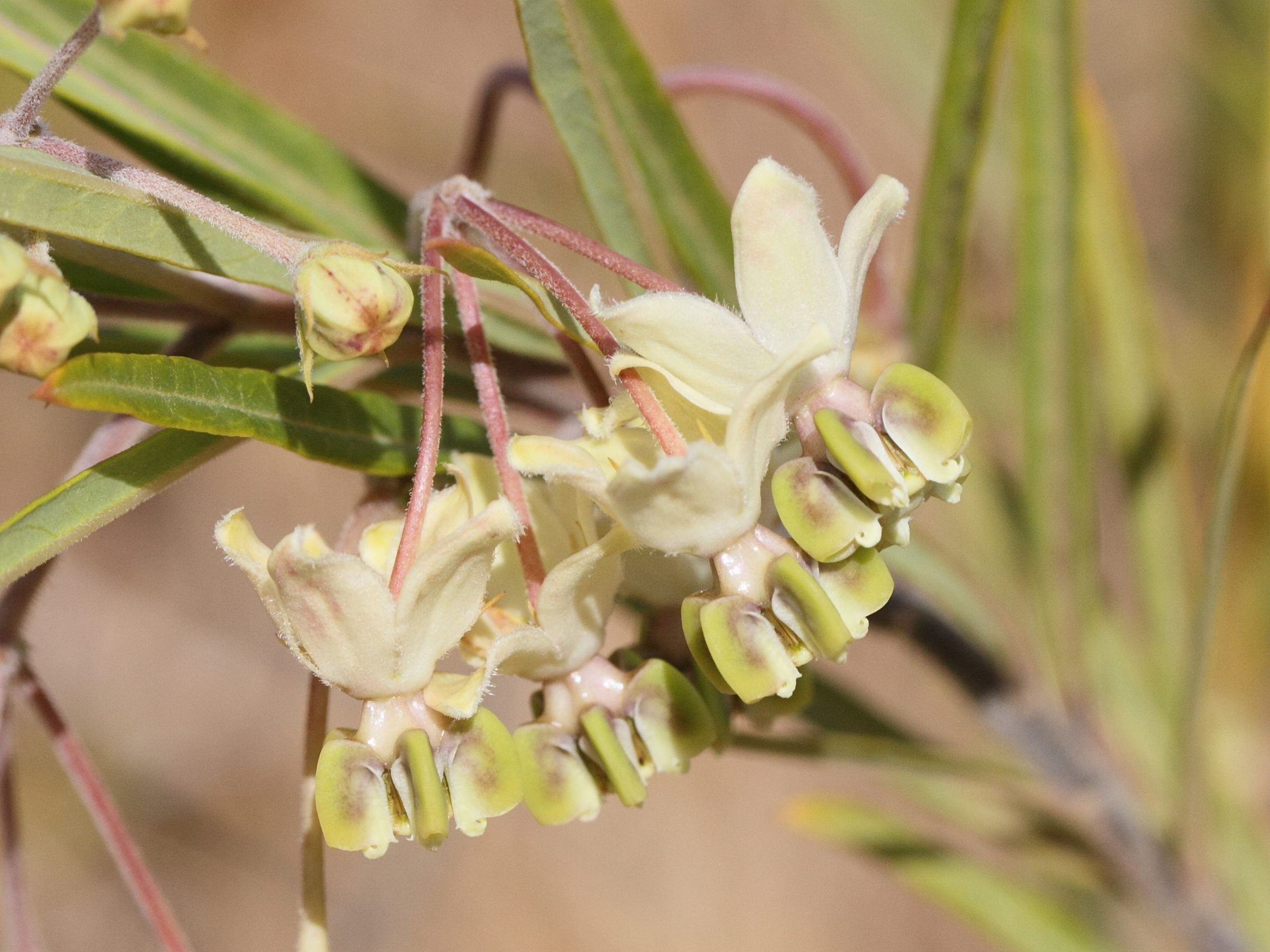 asclepias_fruticosus2md