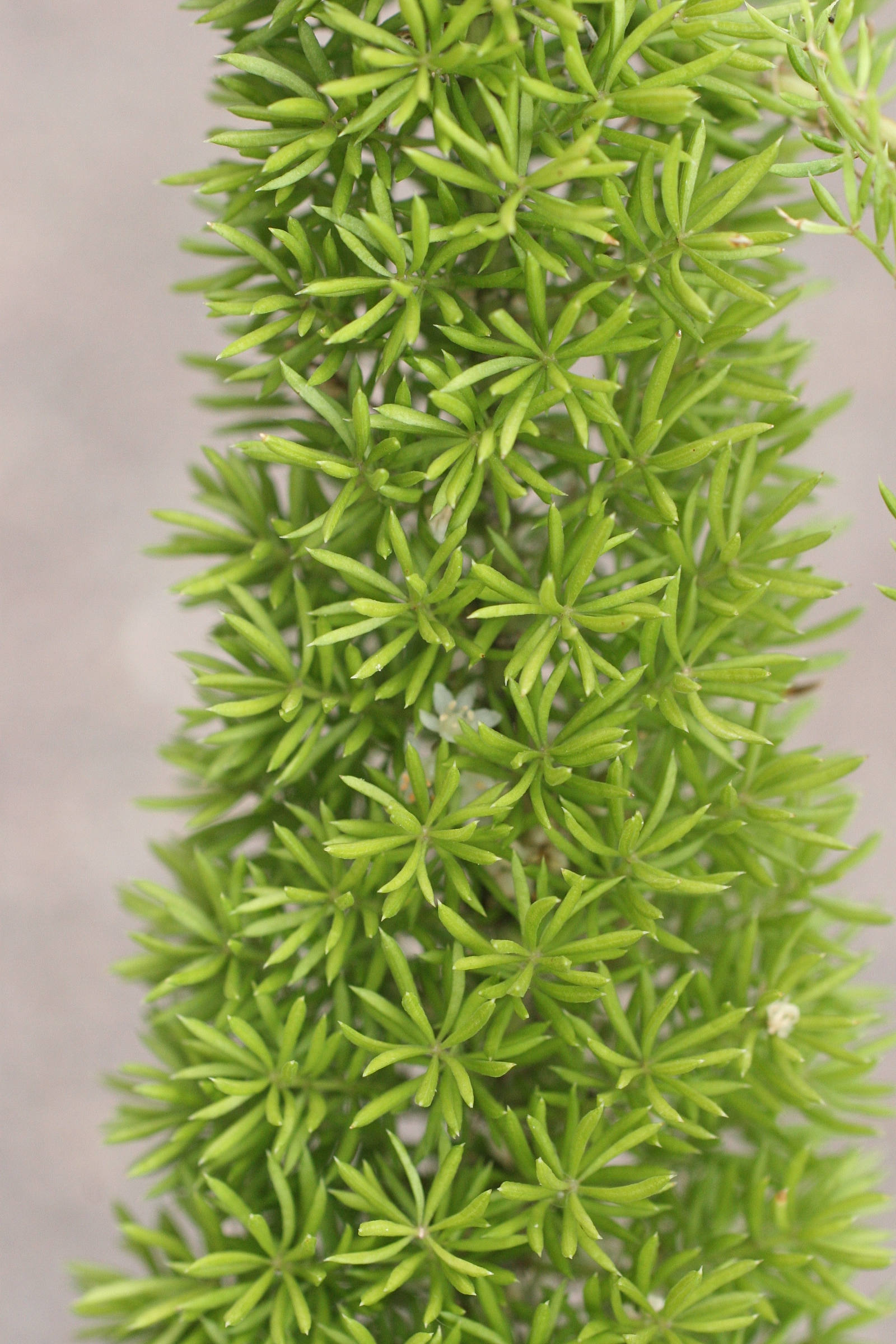 asparagus_densiflorus2md