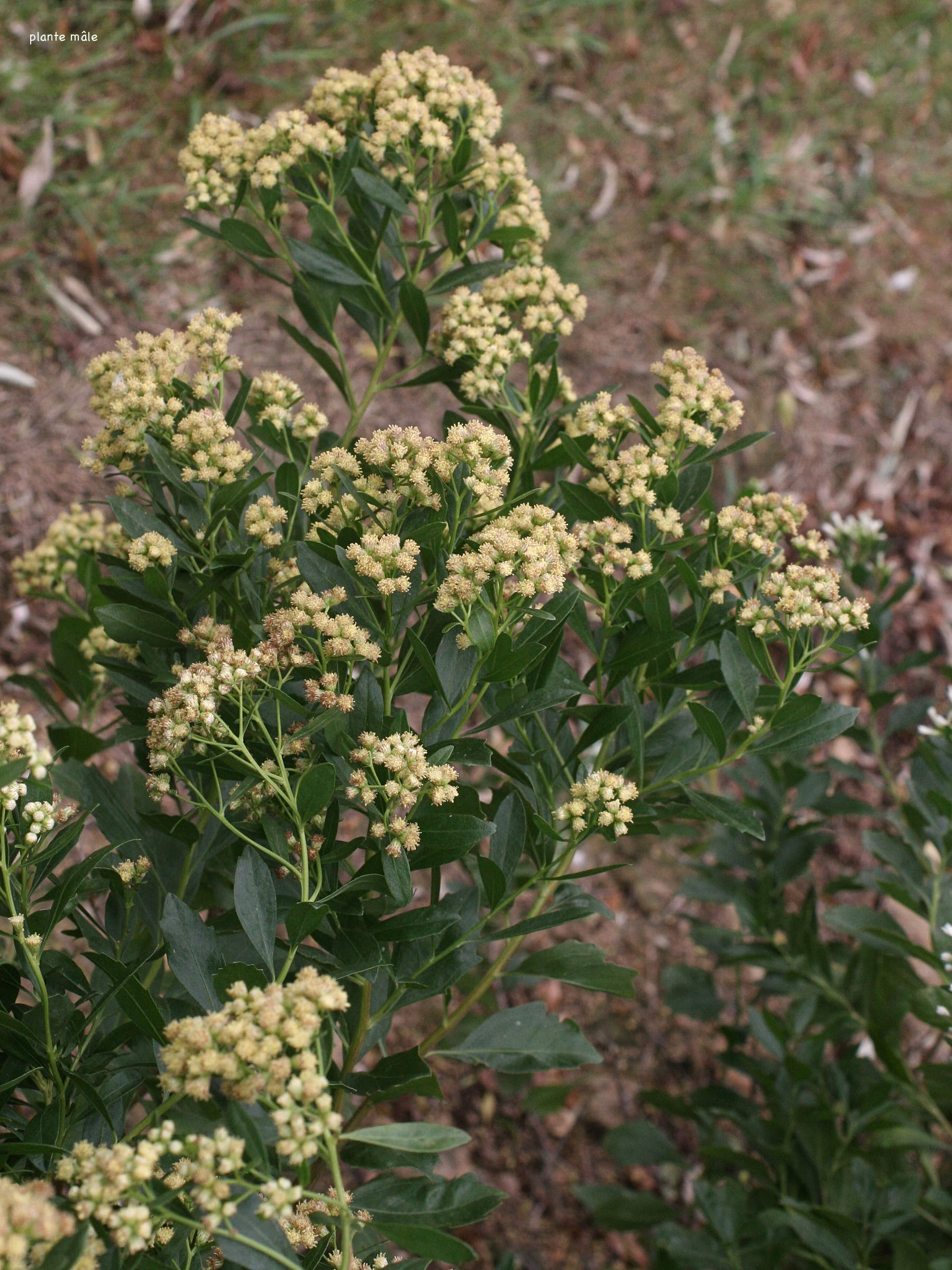 baccharis_halimifolia2md