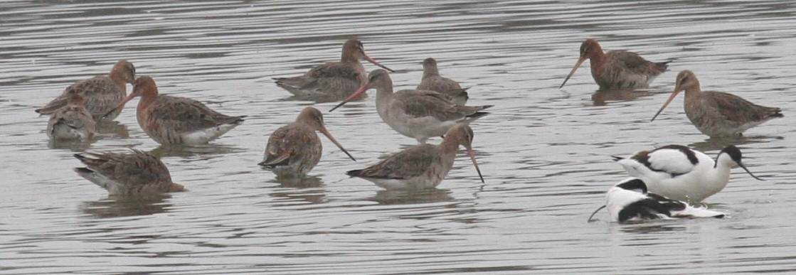 barge_a_queue_noire_-_limosa_limosa2bd