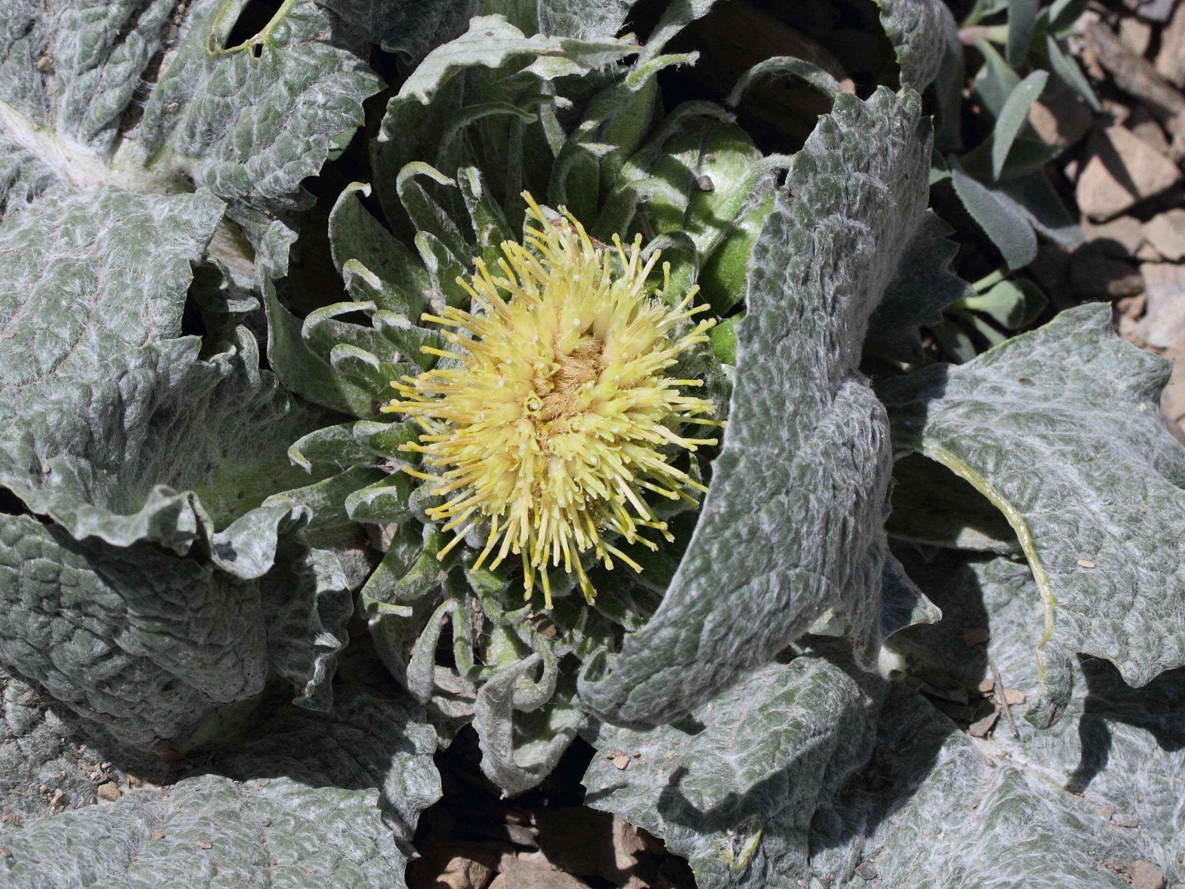 Afficher le média berardia_subacaulis3md berardia_subacaulis3md