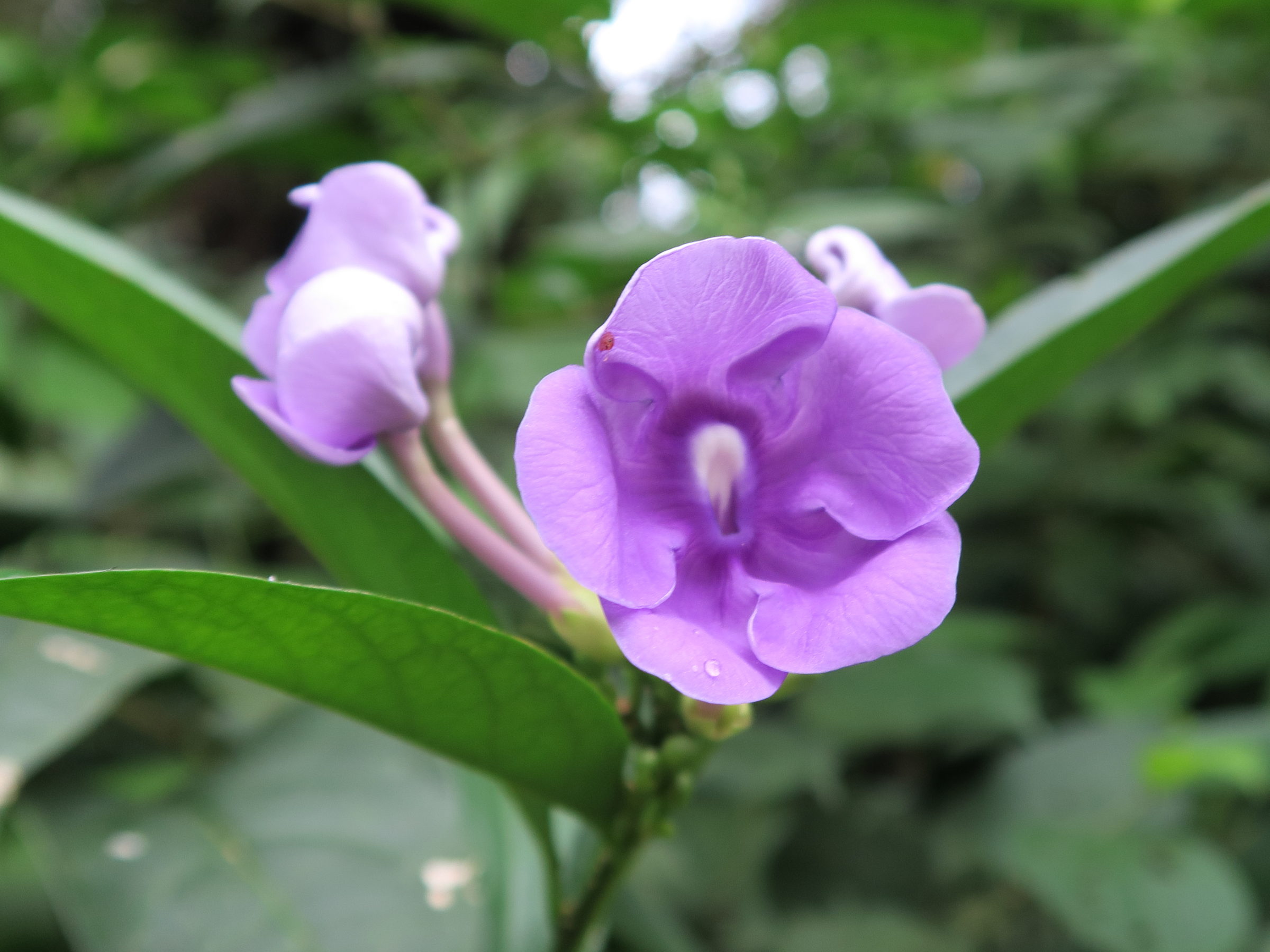Afficher le média brunfelsia_grandiflora3md brunfelsia_grandiflora3md