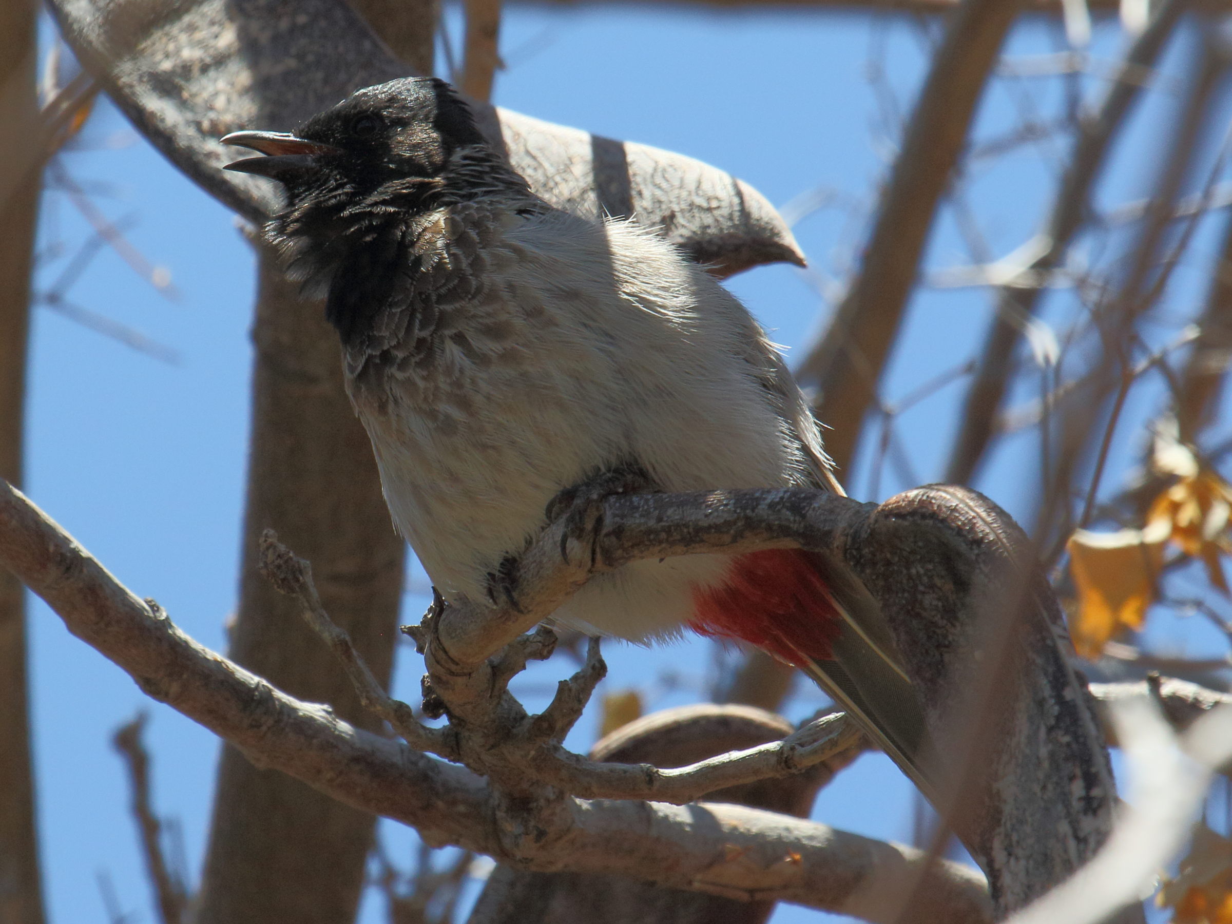 bulbul_a_ventre_rouge_-_pycnonotus_cafer5bd