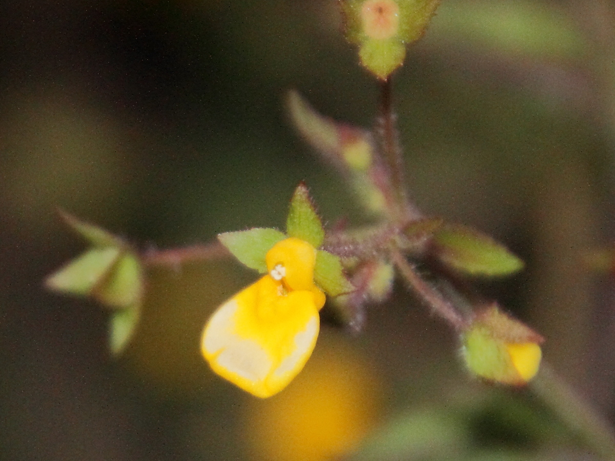 Calceolaria_tripartita