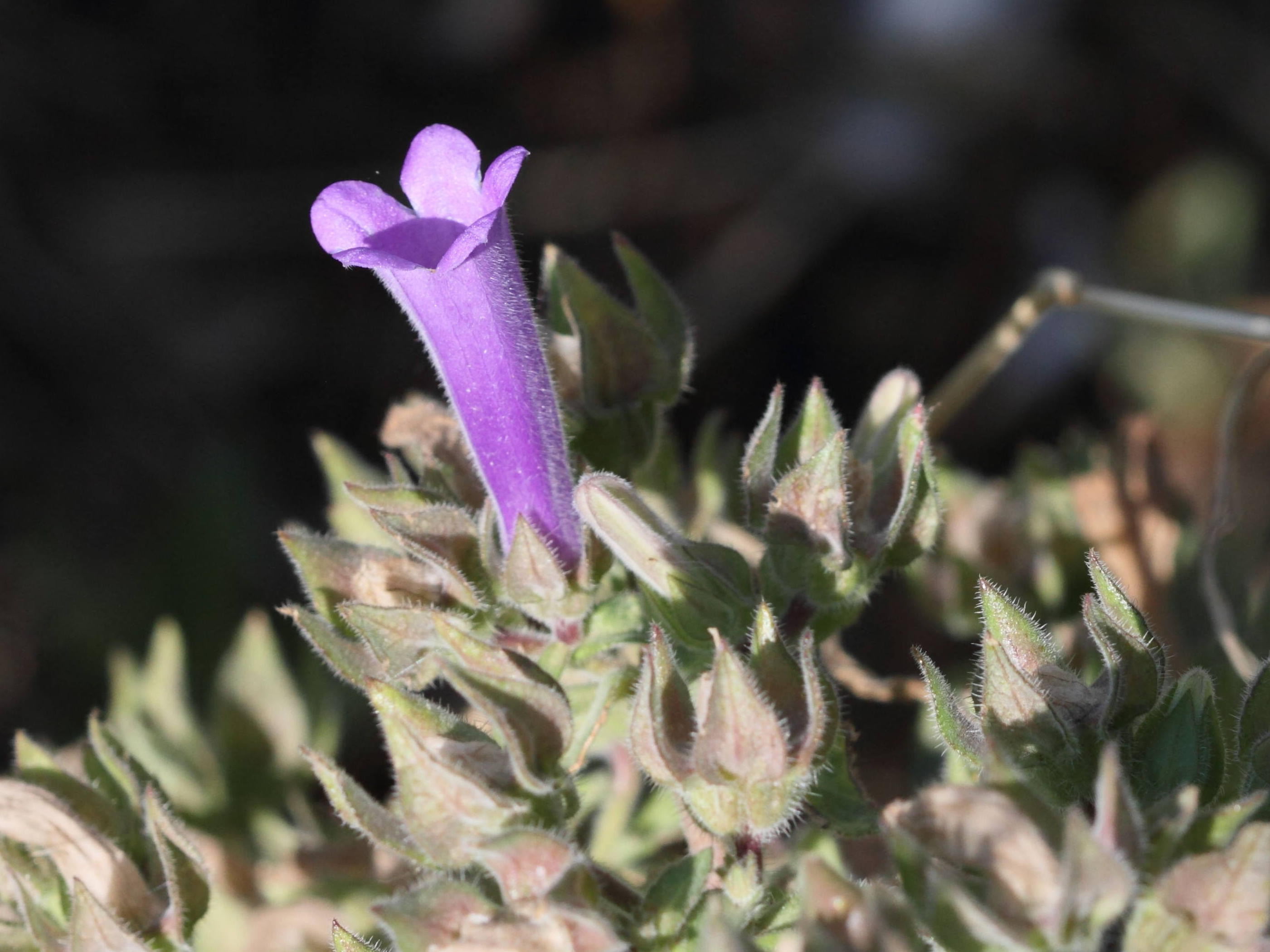 Afficher le média campanula_hagielia1bd campanula_hagielia1bd