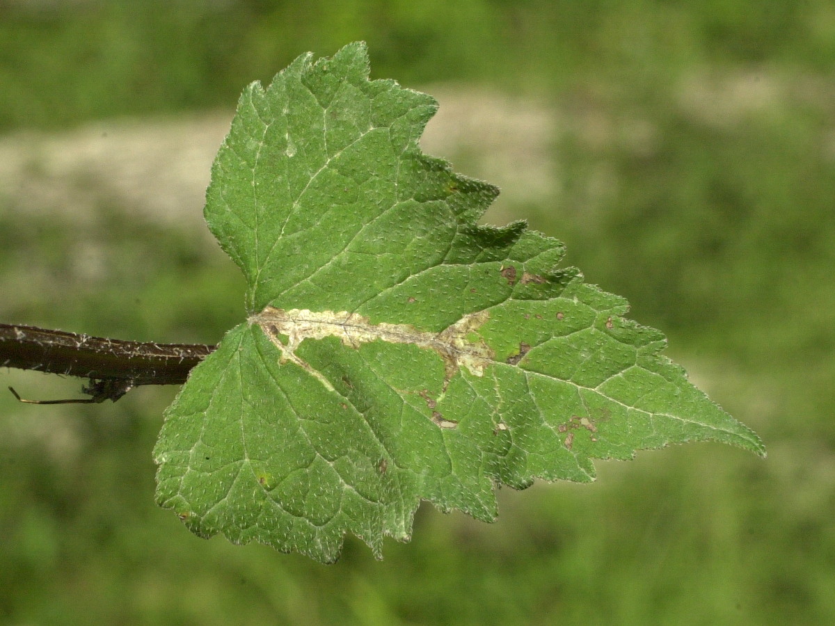 campanula_latifolia2md
