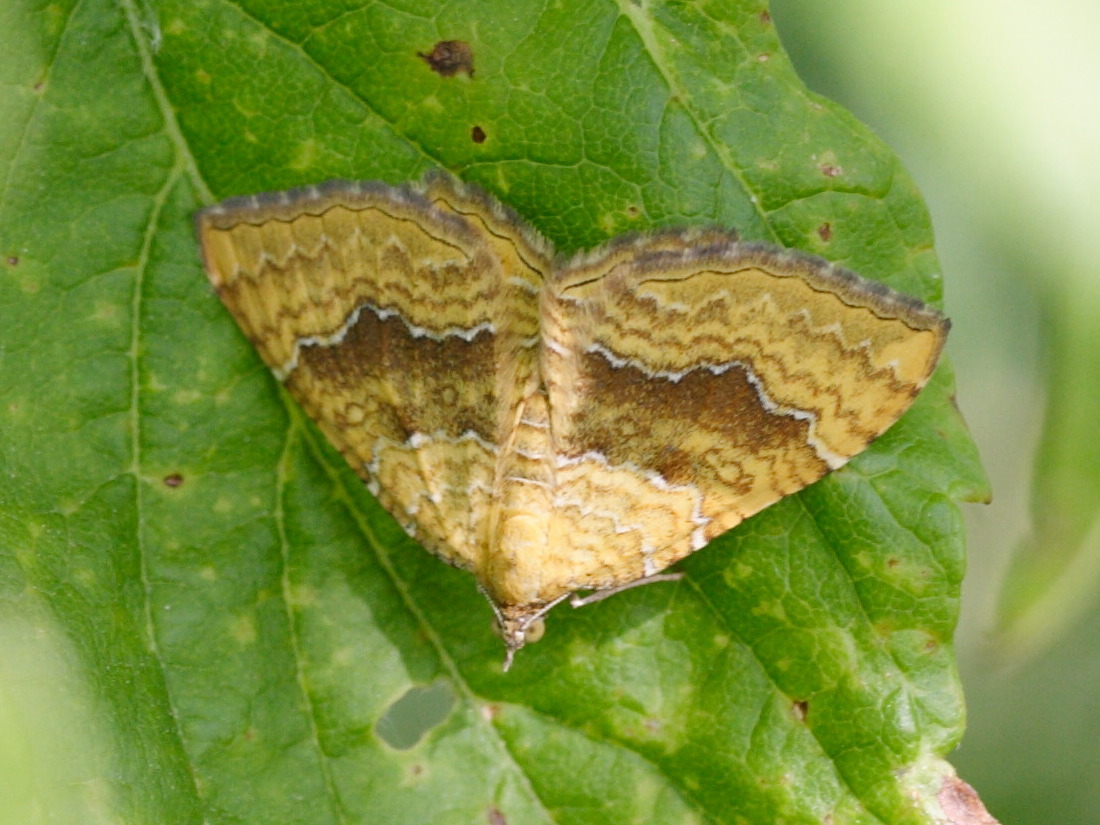 Afficher le média camptogramma_bilineata3md camptogramma_bilineata3md