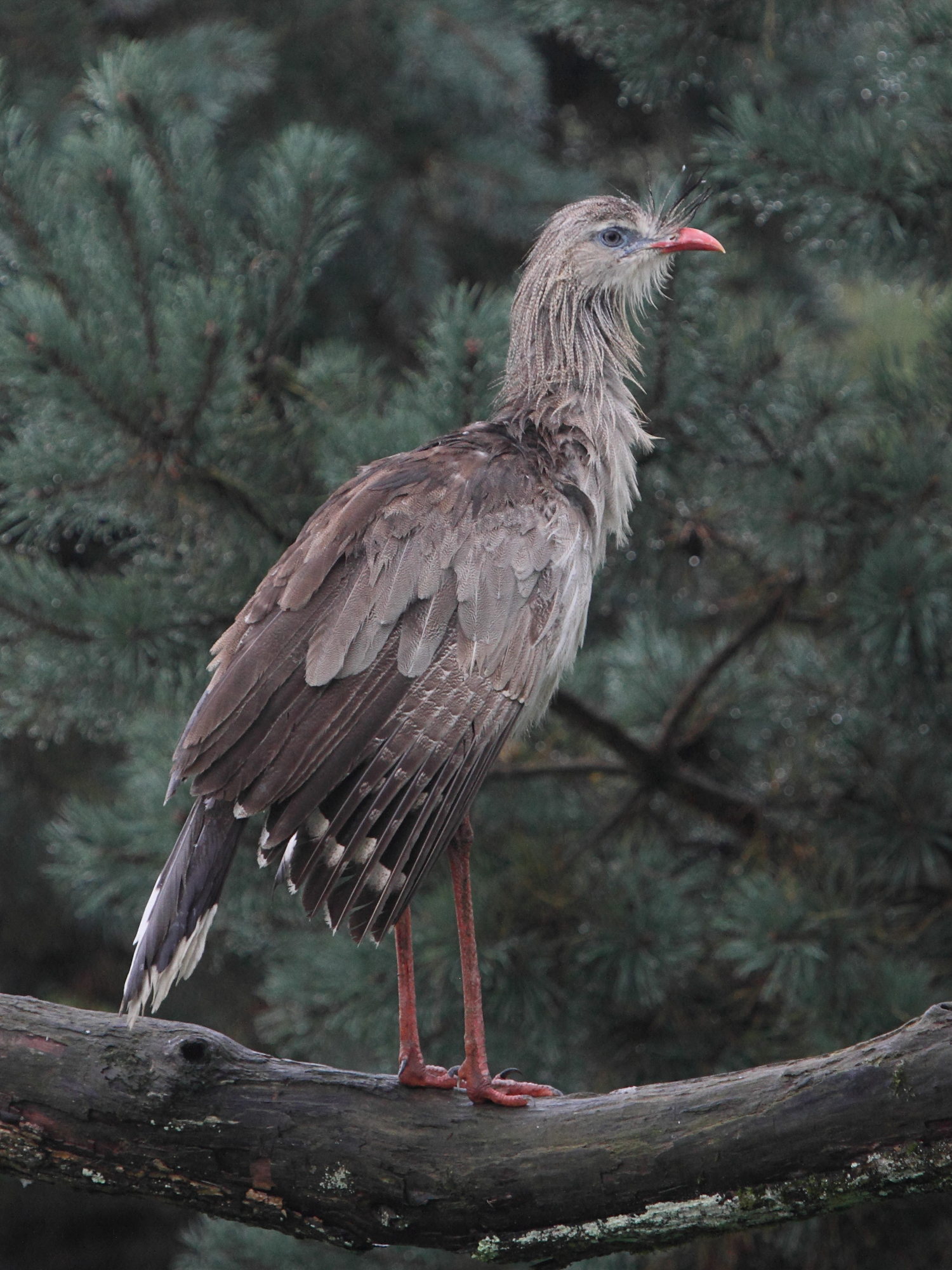 cariama_huppe_-_cariama_cristata1bd