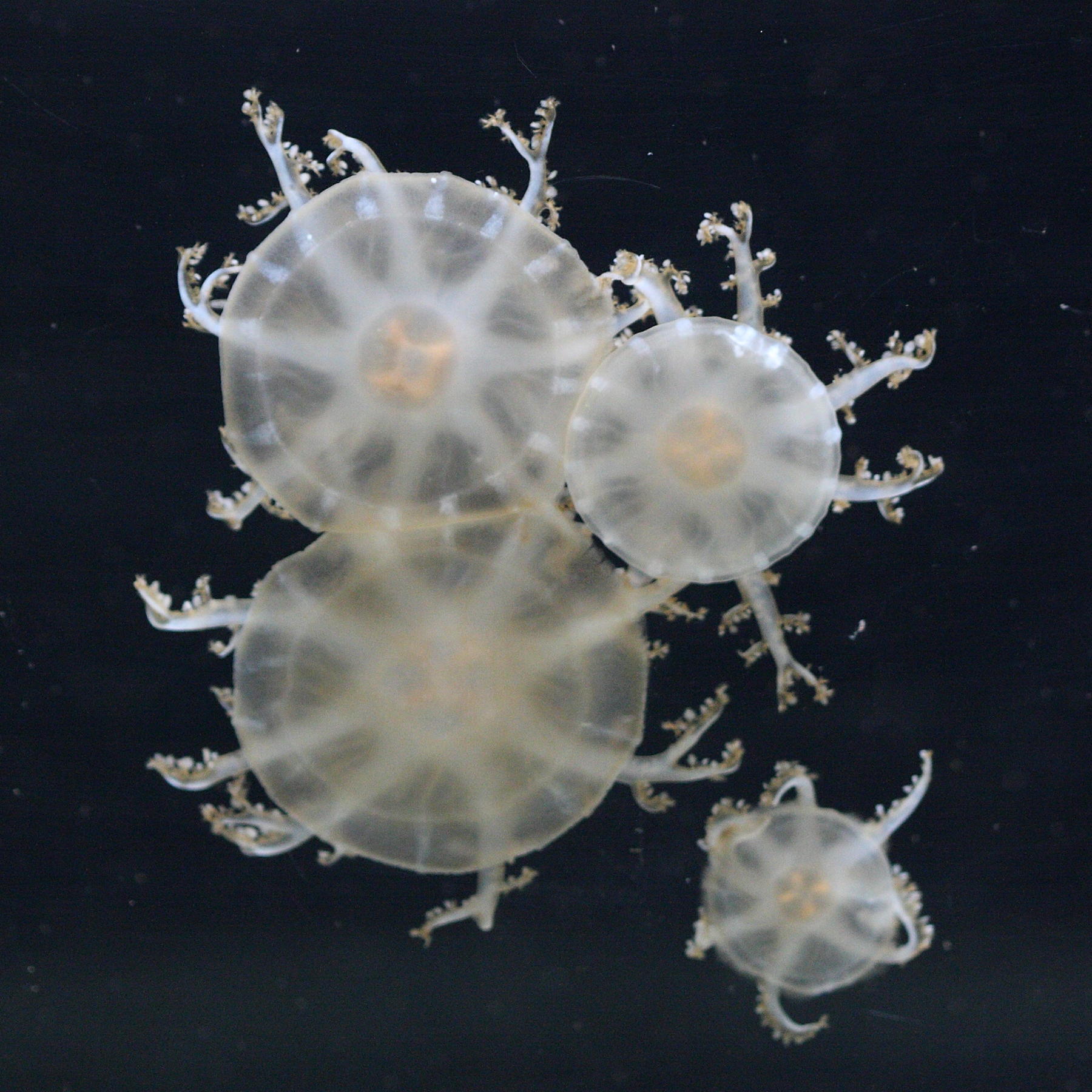 cassiopea_andromeda4bd