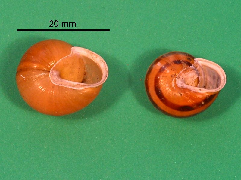 cepaea_hortensis3bmd